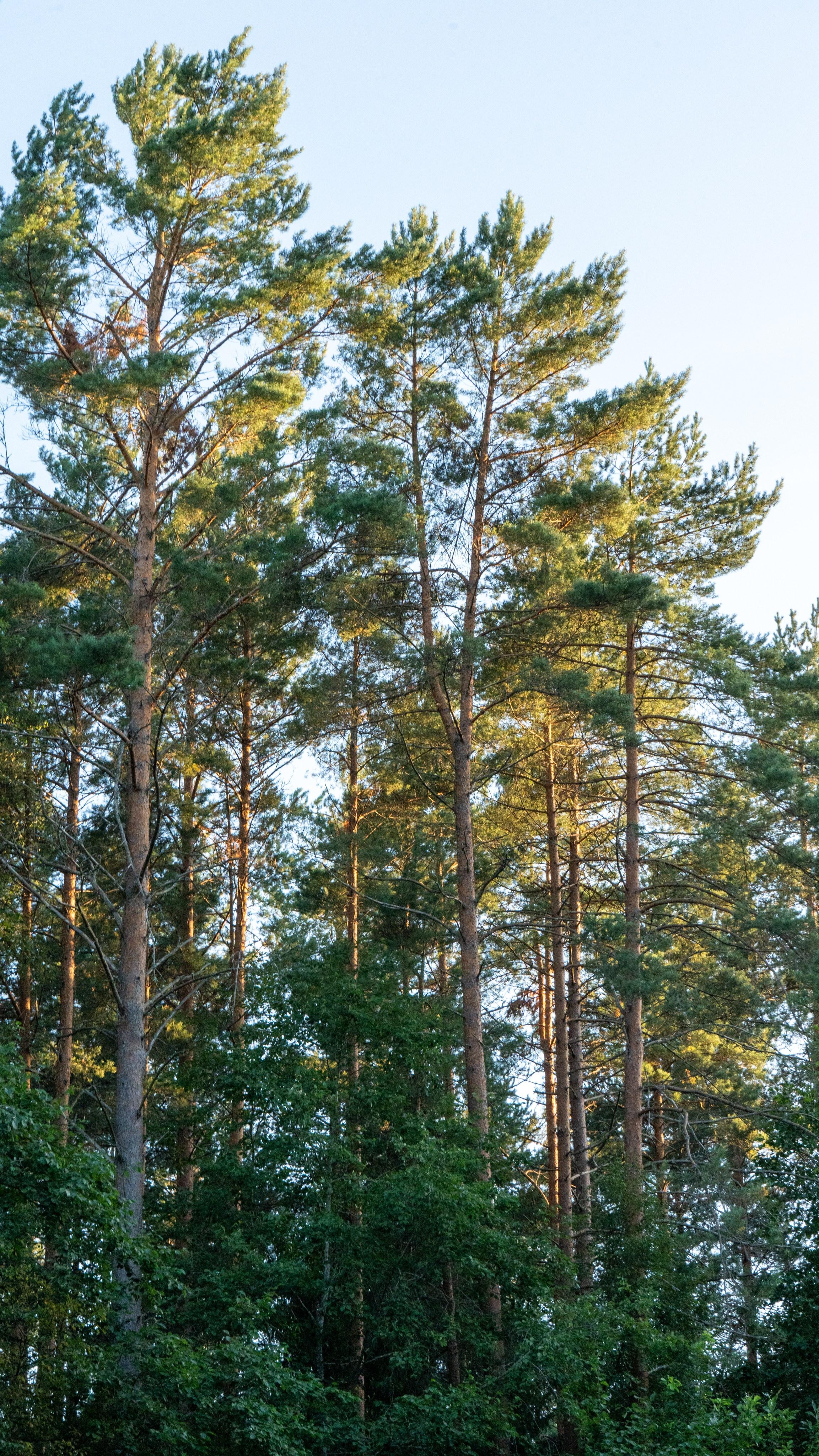 Whispers of Estonia. Photography | Videography | Marketing