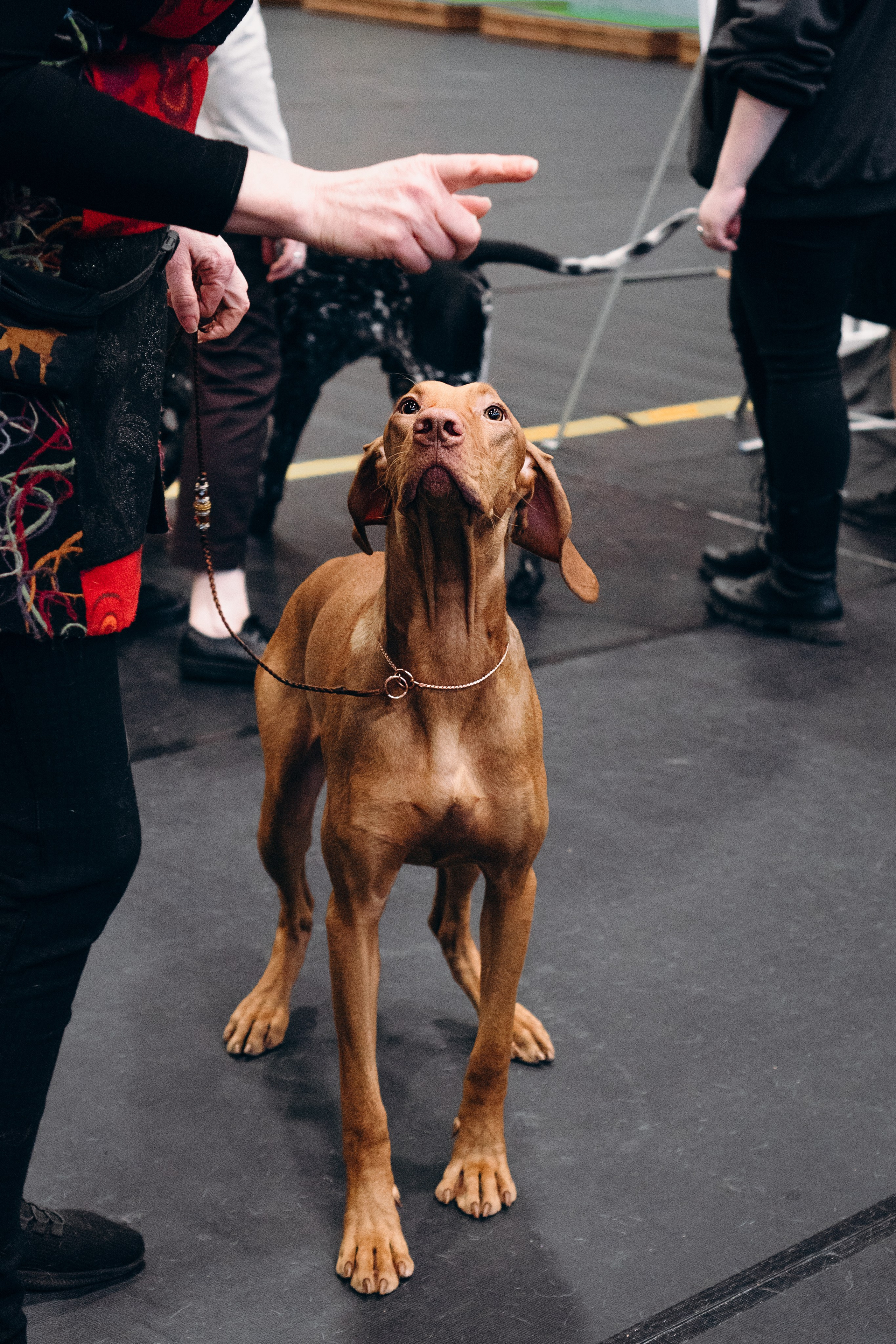 Pärnu dog weekend photo report. Kat Laisaar — Pet photographer in Tallinn