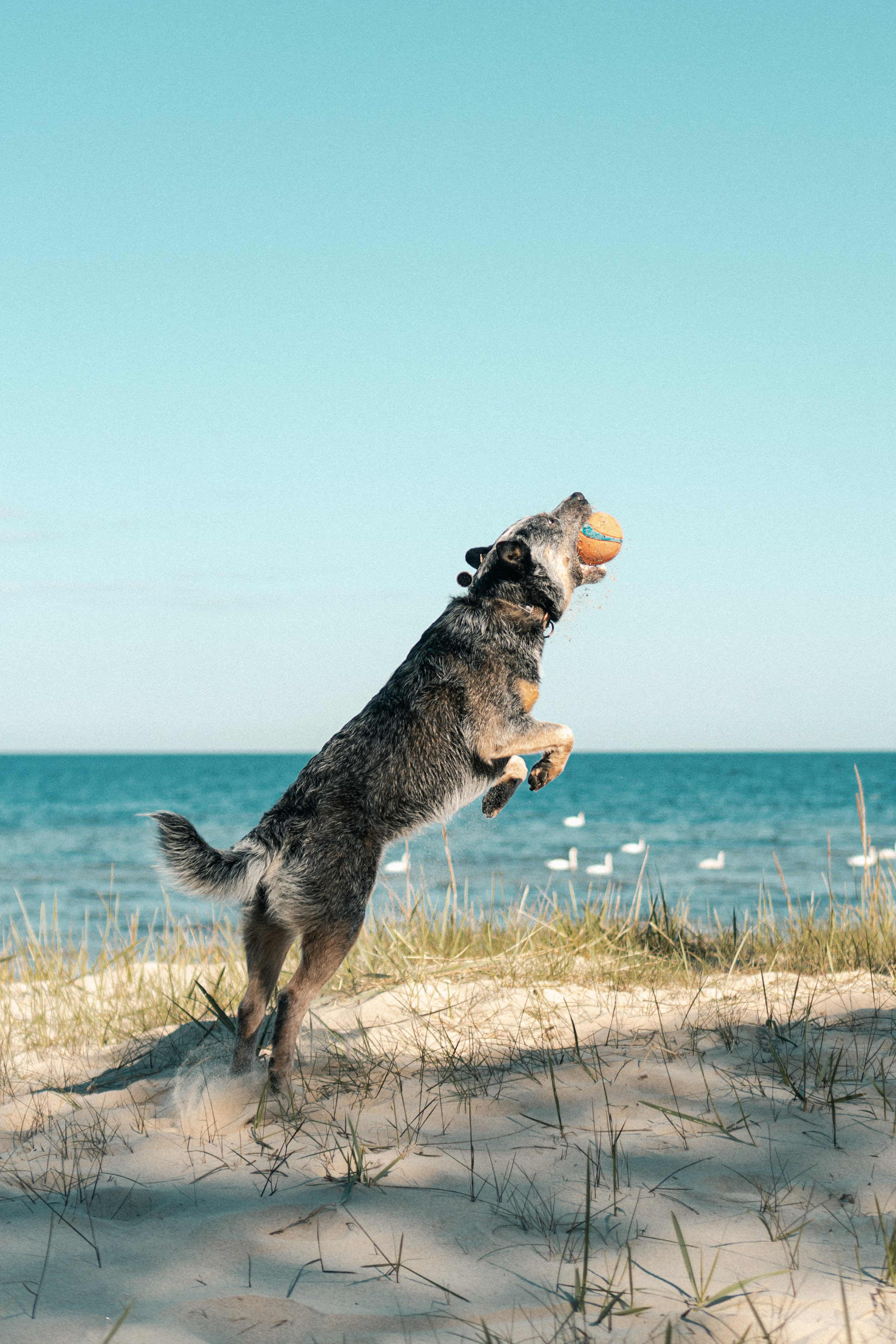 Oskar, Maria & Dmitrii. Kat Laisaar — Pet photographer in Tallinn