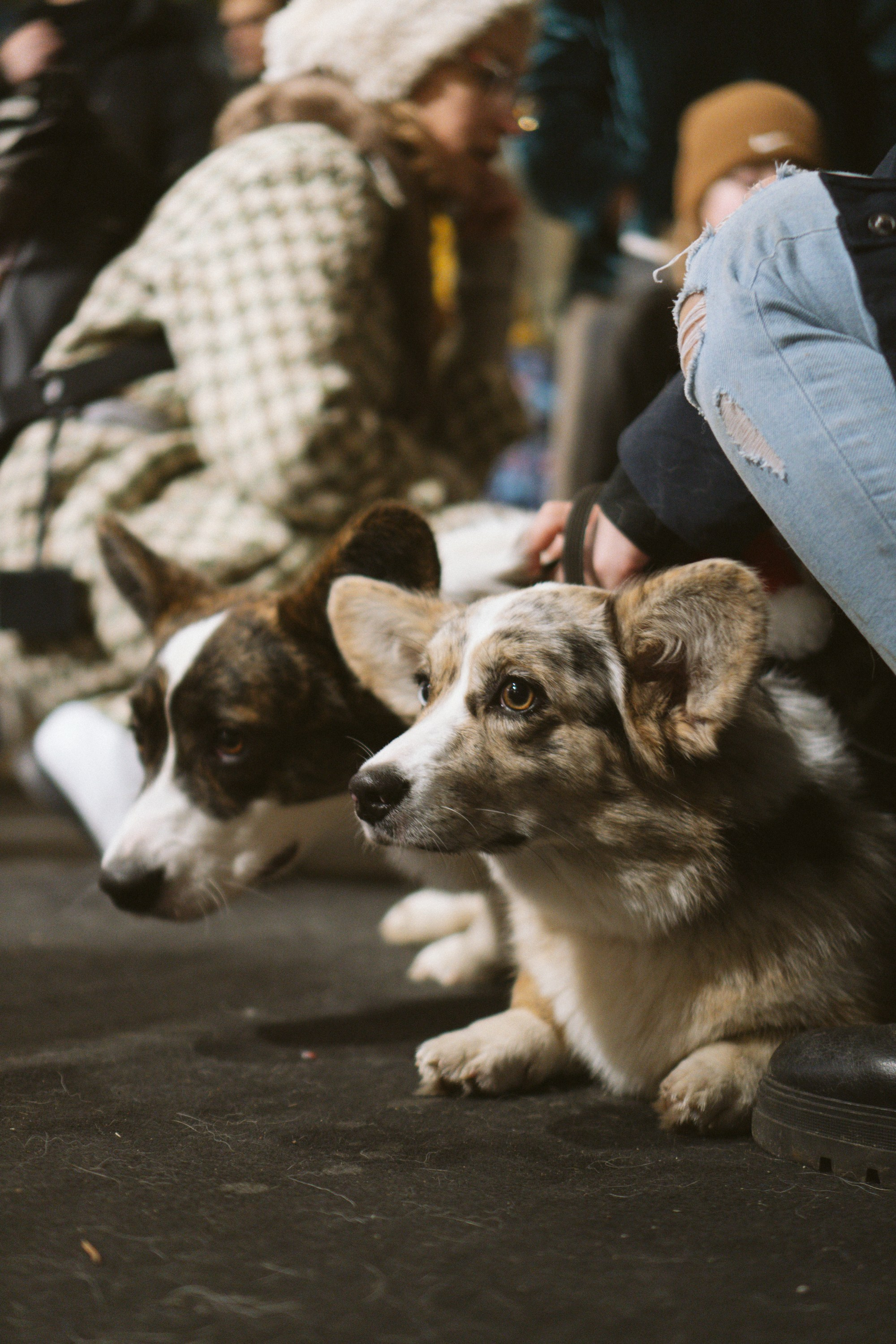 Corgi Fest, Christmas edition. Kat Laisaar — Pet photographer in Tallinn