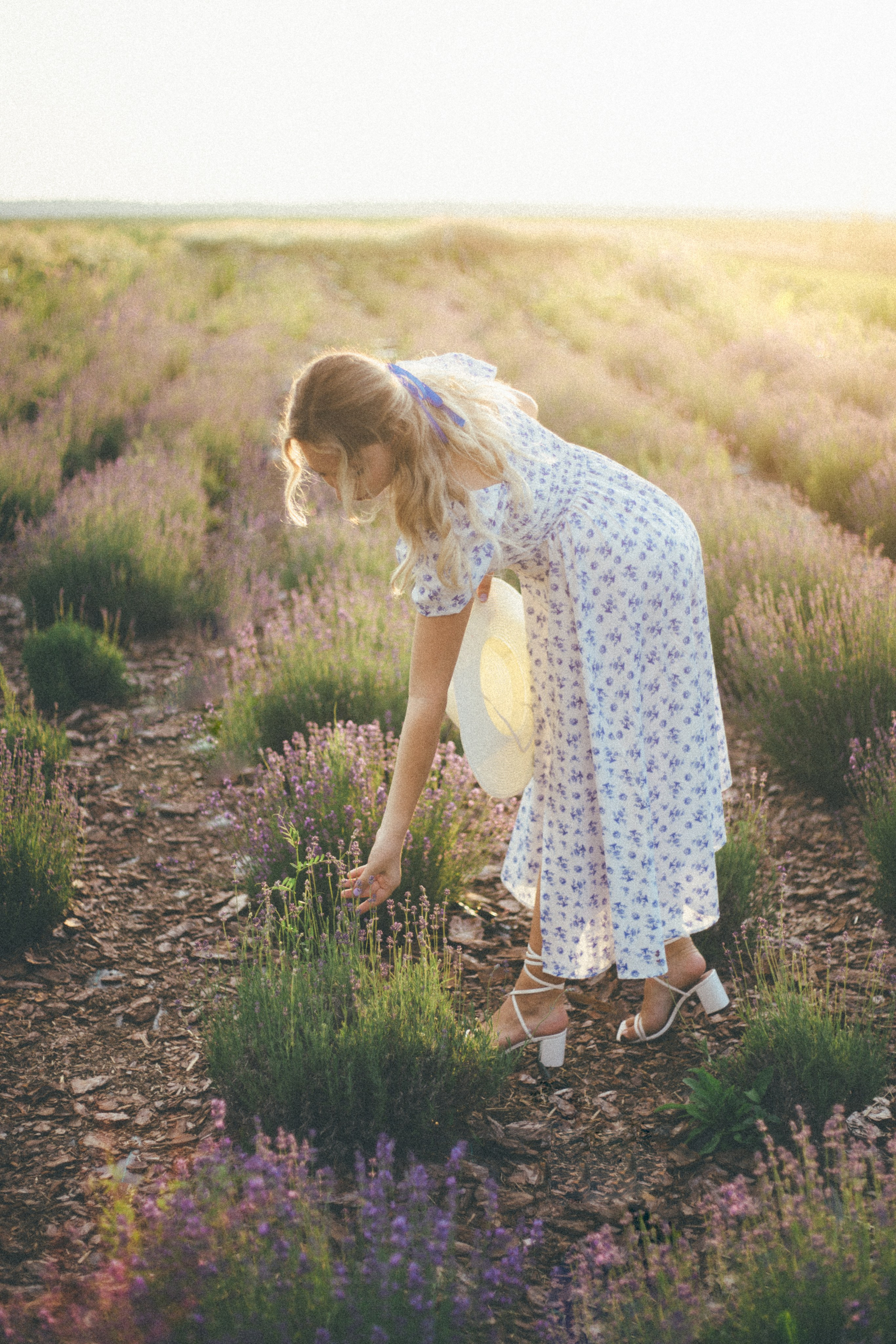 Lavender field. Photographer Anna Curly | Weddings and Events in Dubai
