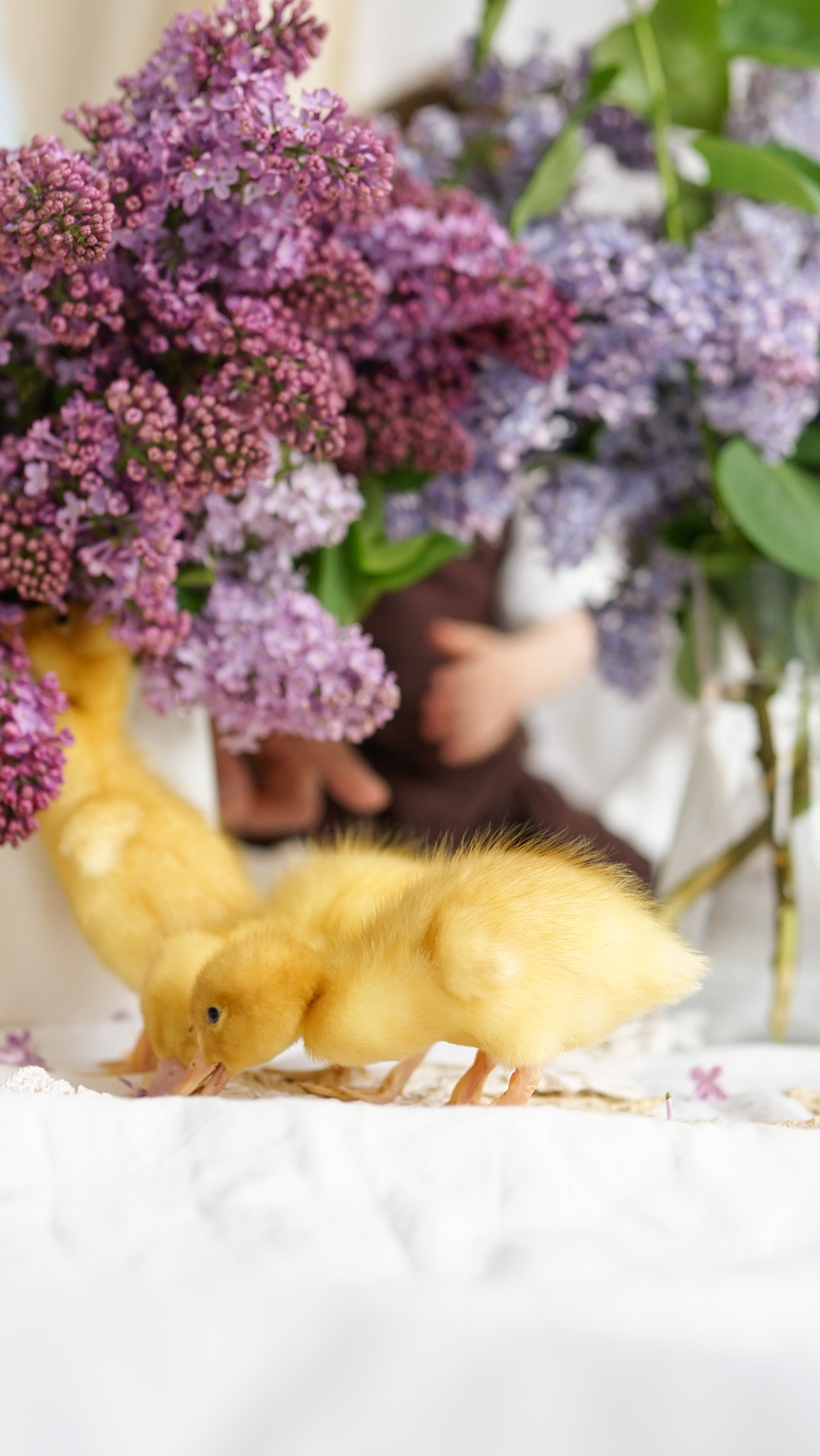 Ședințe Foto de Paște Brașov: Gălbenuș | Mădălina Beda. Madalina Beda- Artist vizual, fotograf, doula la nastere, consultant babywearing Brasov si in toata tara