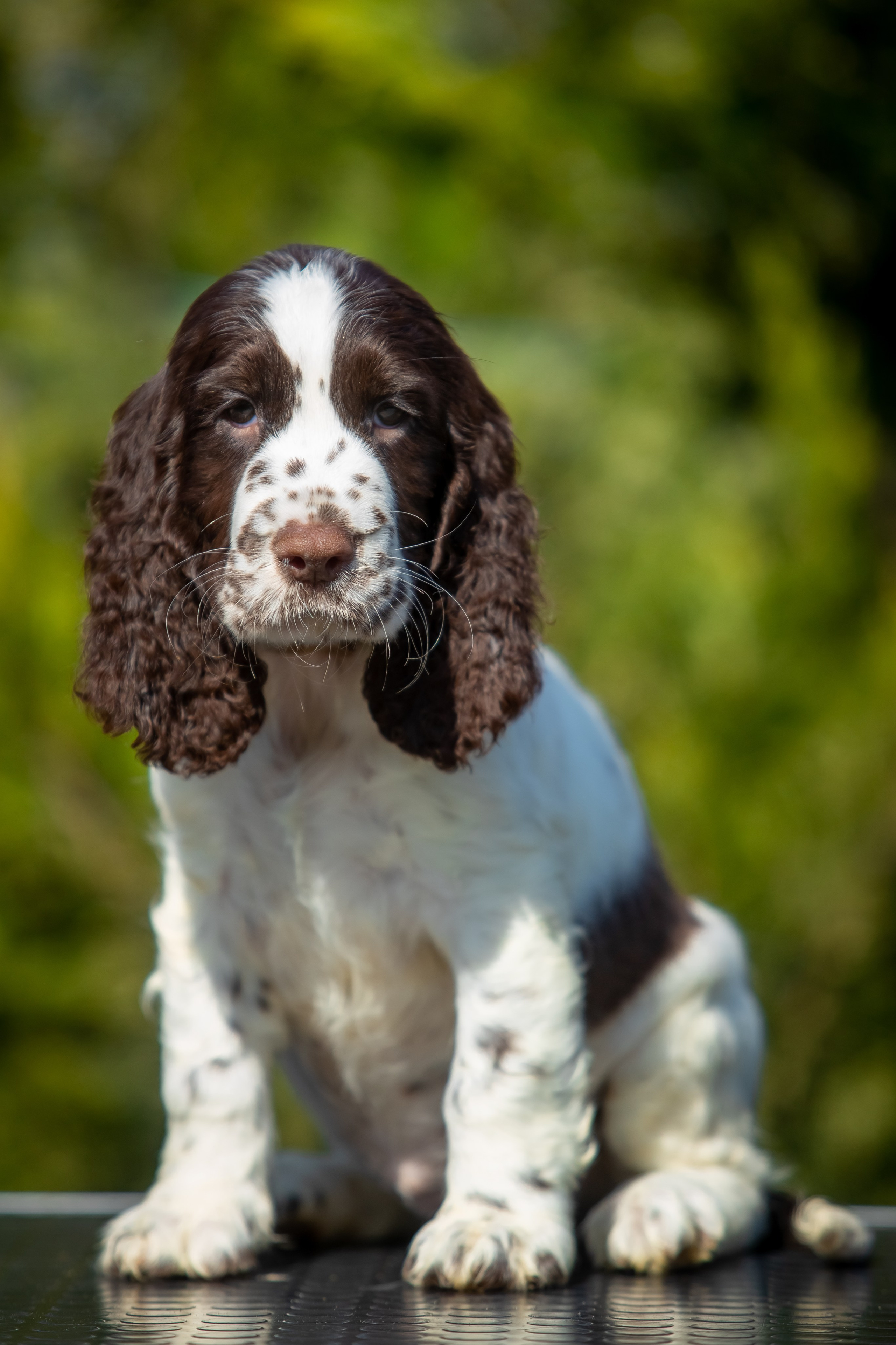 Female — Grey collar 🩶. Website of the titled stud dog of the Springer Spaniel breed
