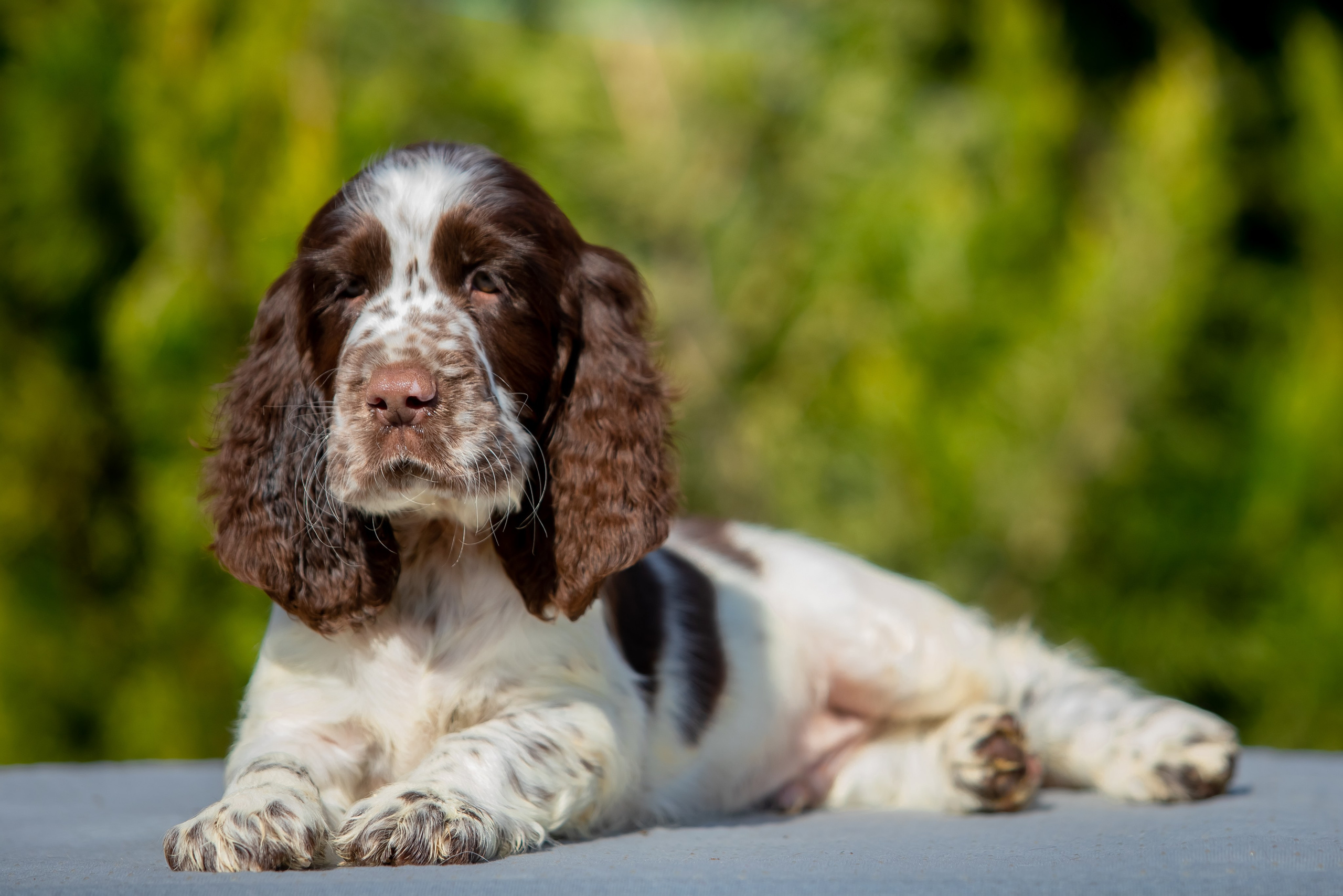 Male — Orange collar 🧡. Website of the titled stud dog of the Springer Spaniel breed