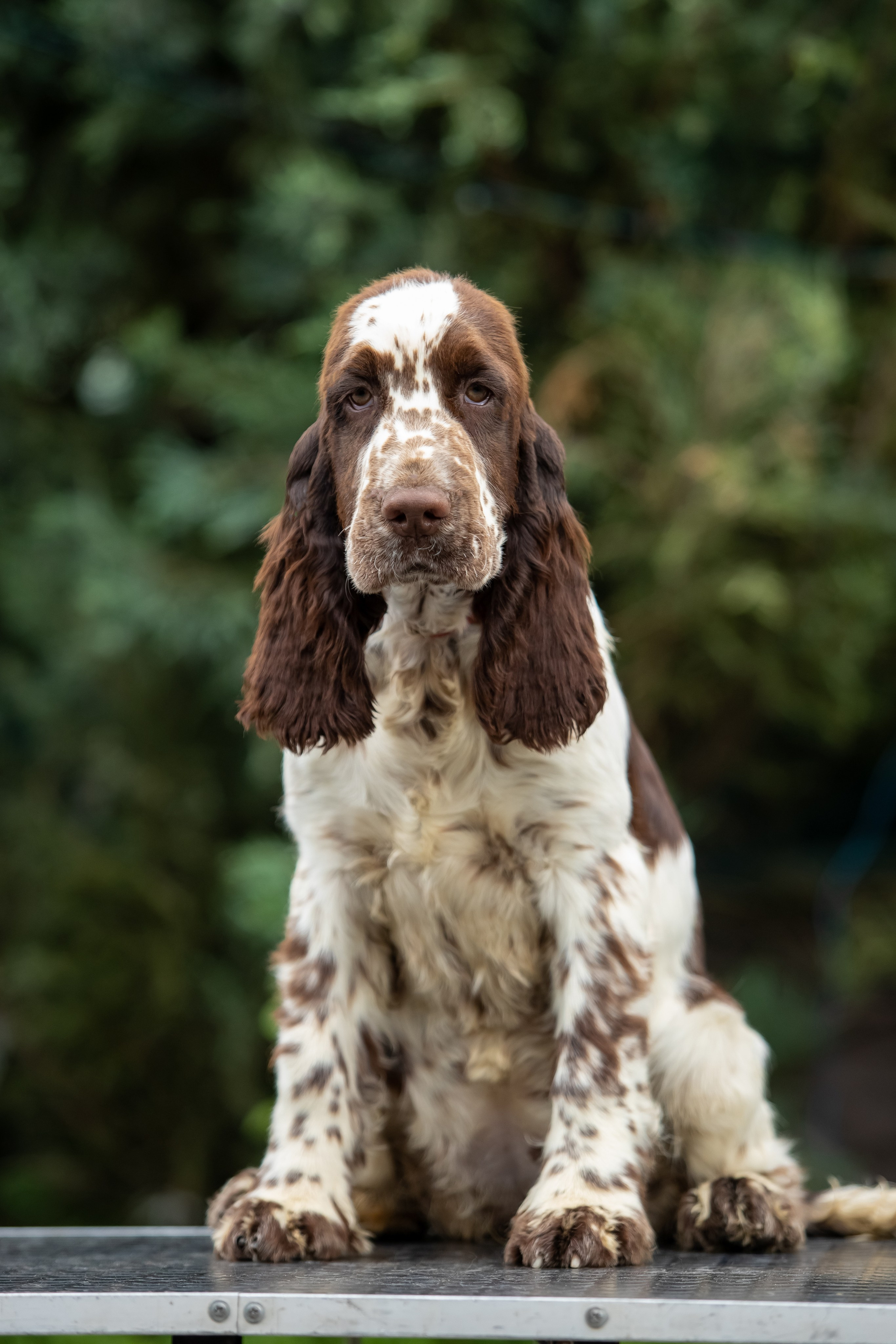 Female — Red collar ❤️. Website of the titled stud dog of the Springer Spaniel breed