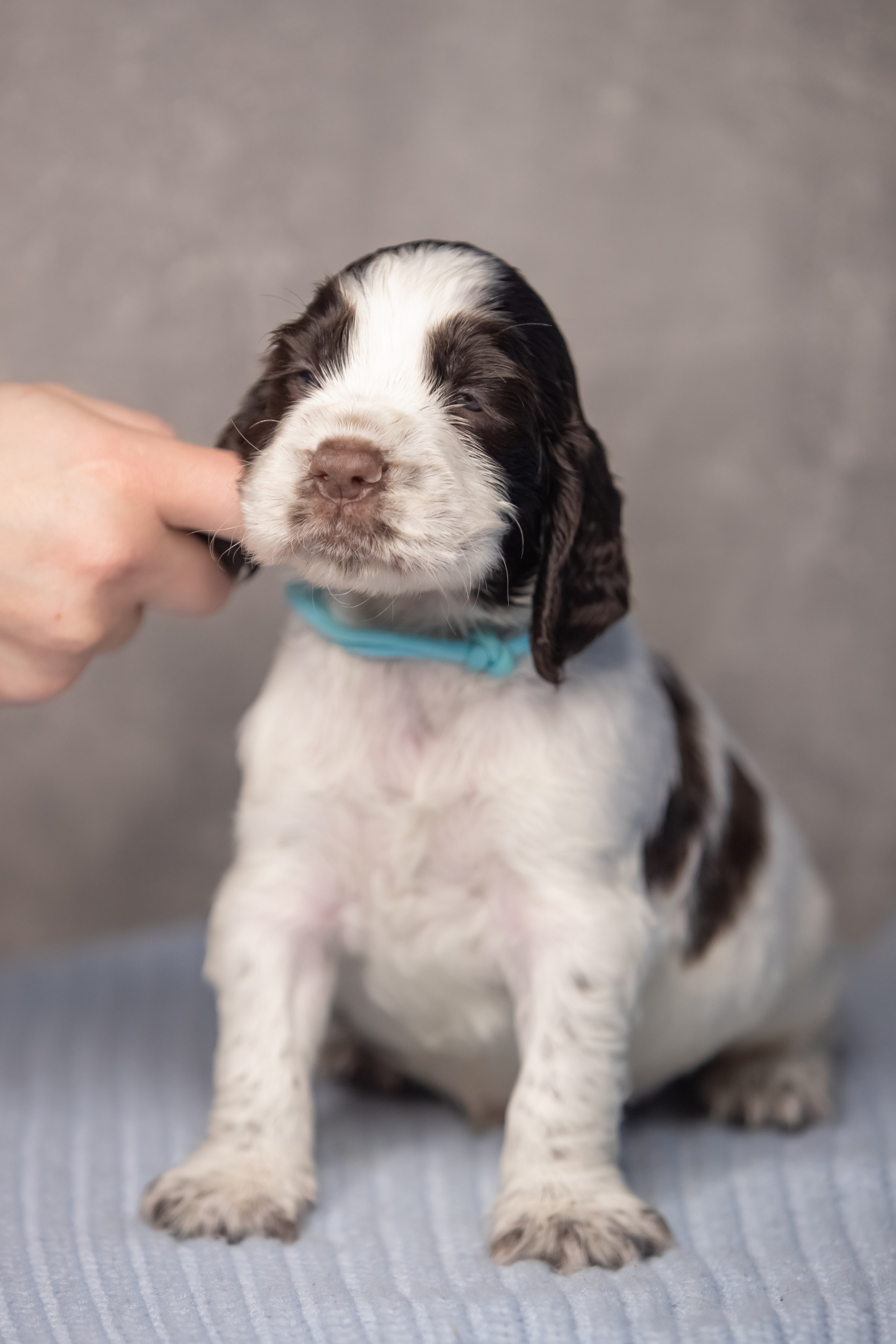 Male — Blue collar 💙. Website of the titled stud dog of the Springer Spaniel breed