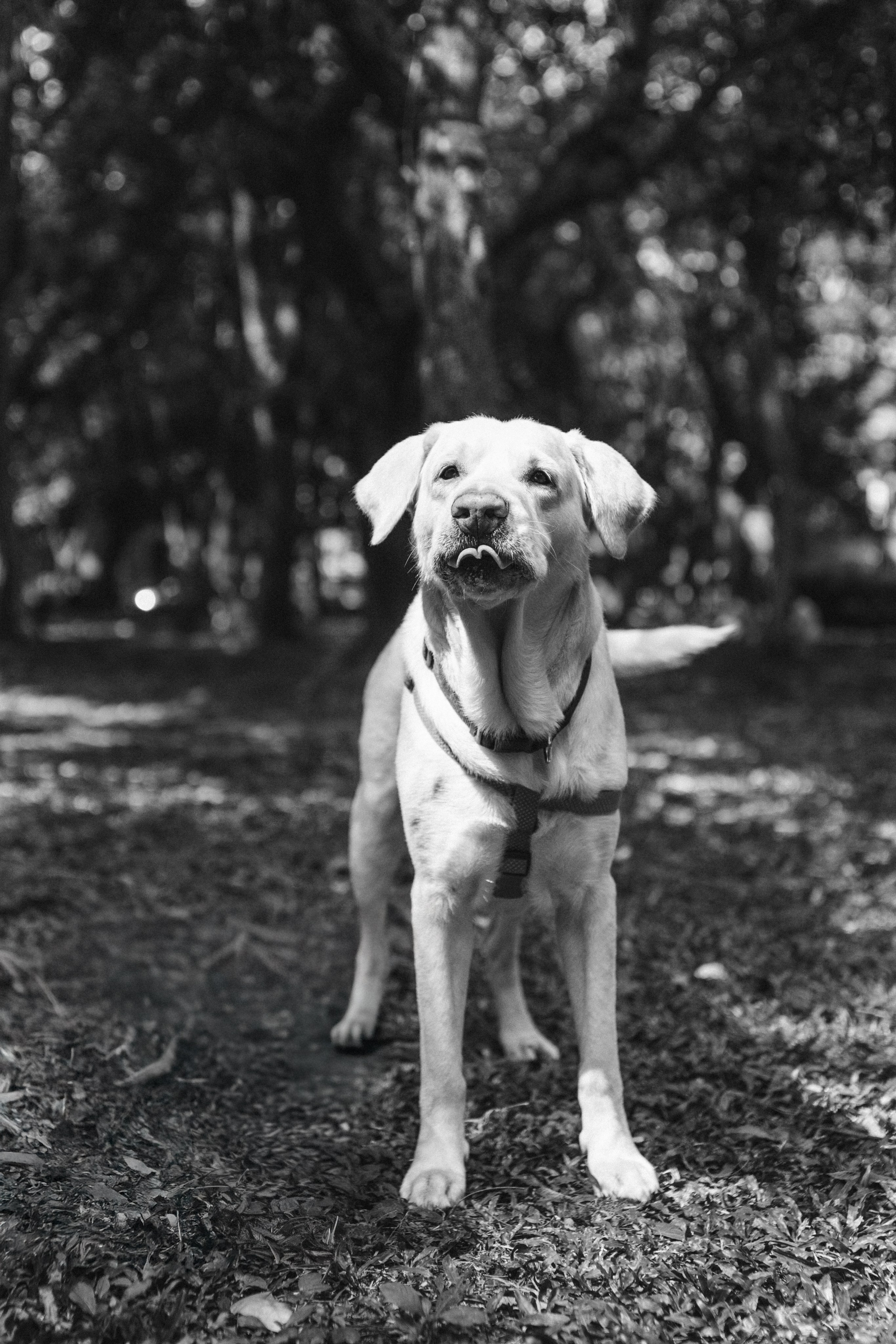 Darshana & Debabrata Pre-wedding. Wedding and Family photographer in india