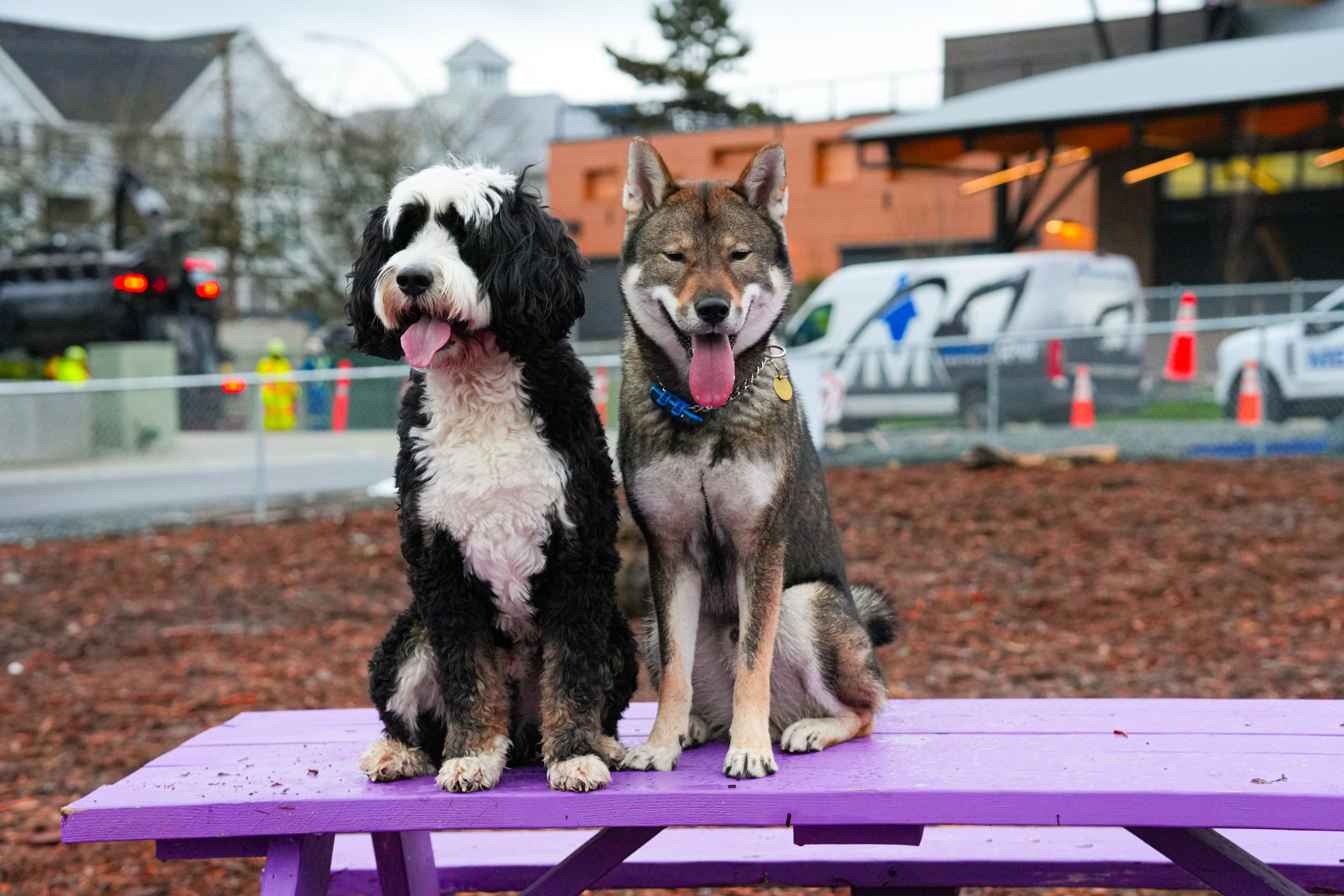 Pets. Shuttergry Photography