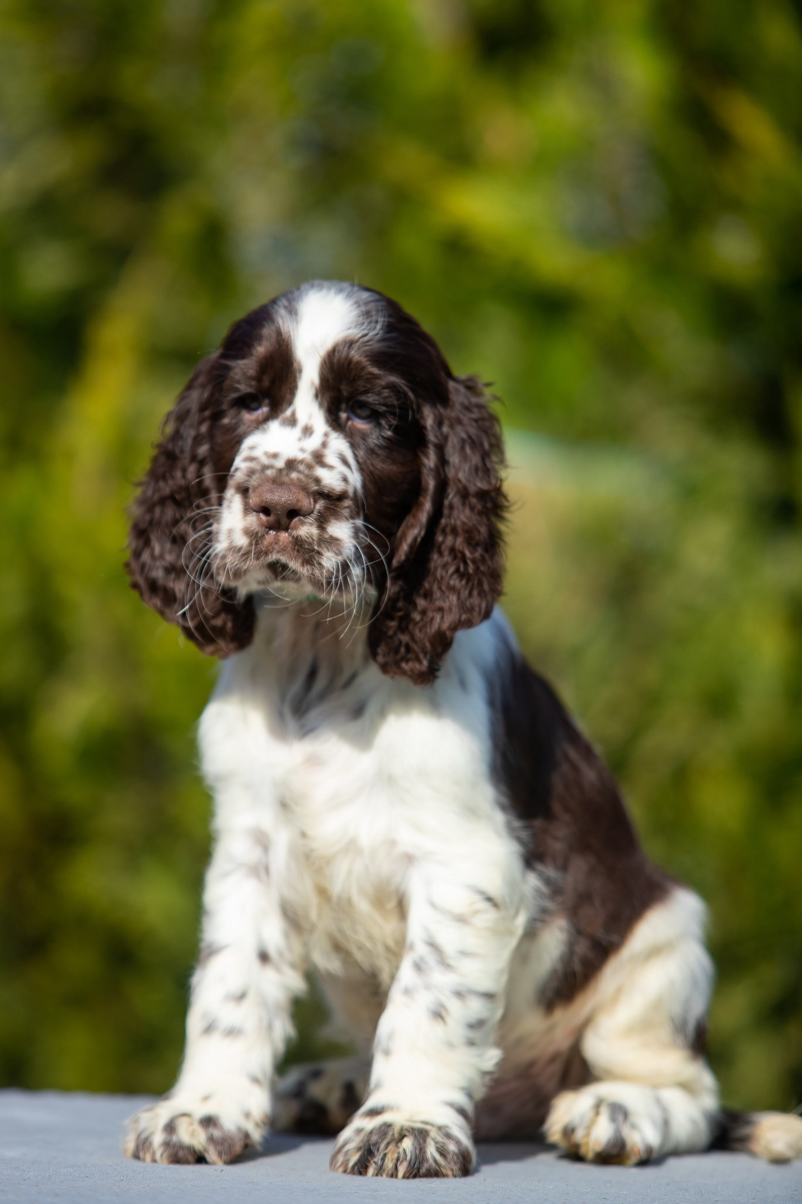 Male — Green collar 💚. Website of the titled stud dog of the Springer Spaniel breed