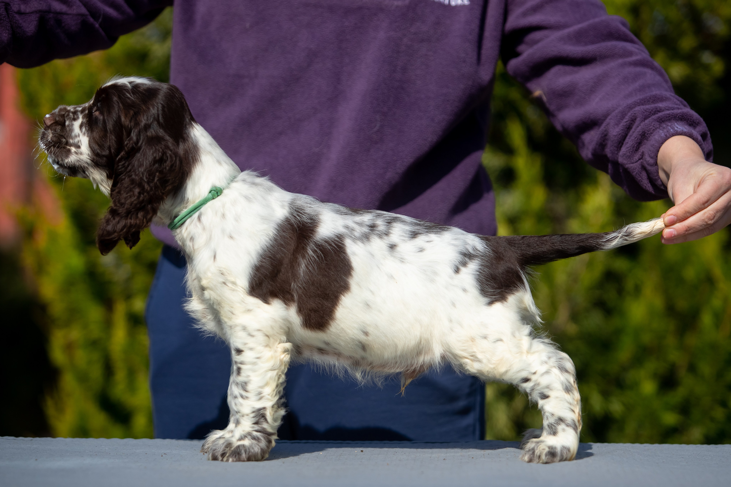 Male — Blue collar 💙. Website of the titled stud dog of the Springer Spaniel breed