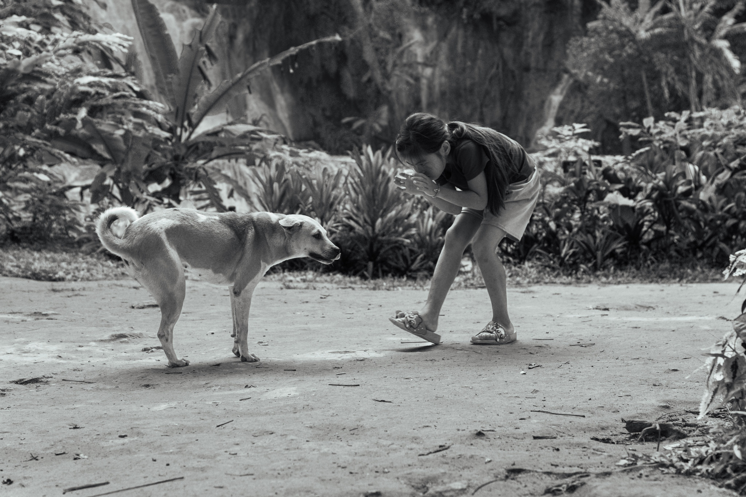 Random dogs. Главное меню