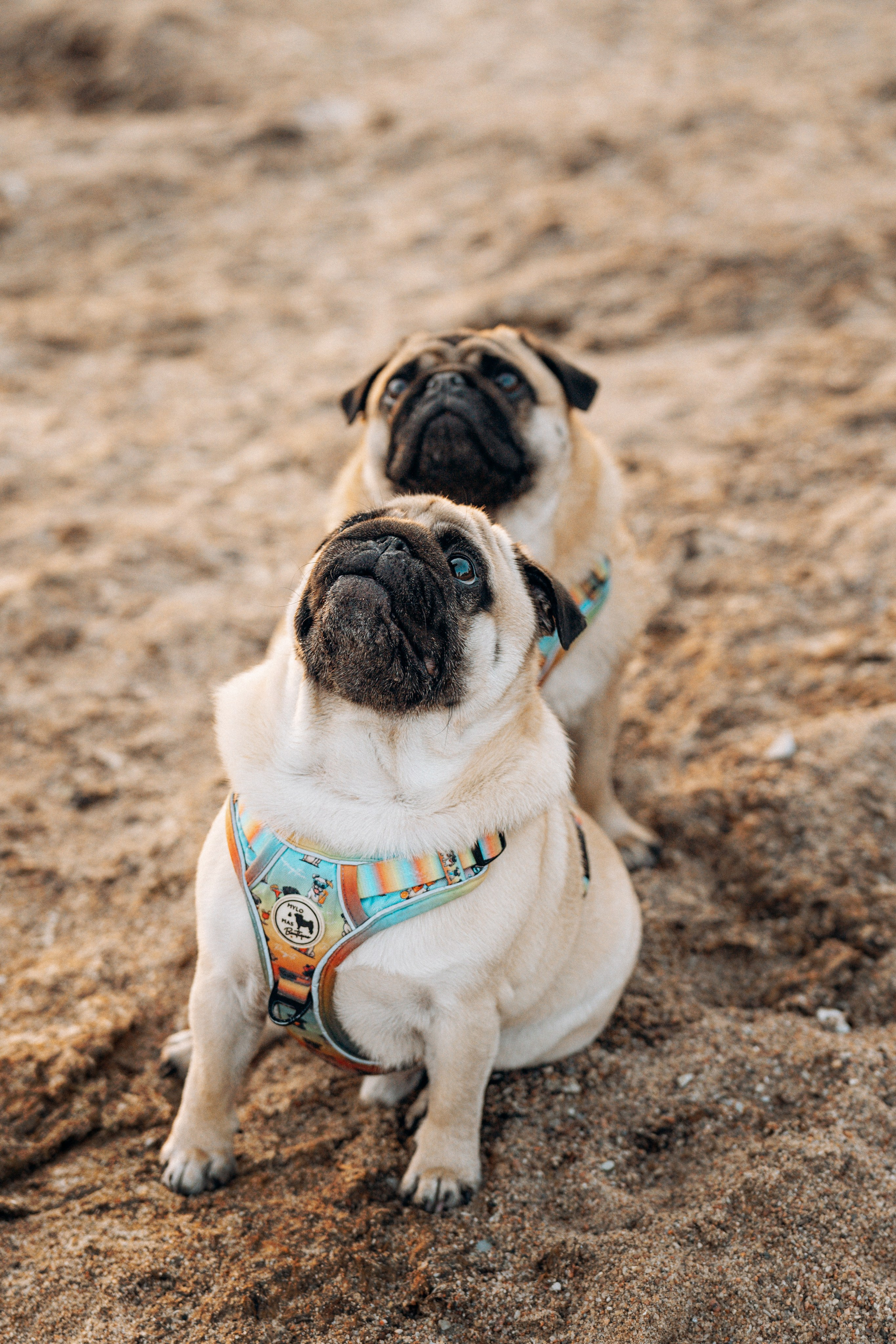 Frank, Tony, Katerina & Lev. Kat Laisaar — Pet photographer in Tallinn