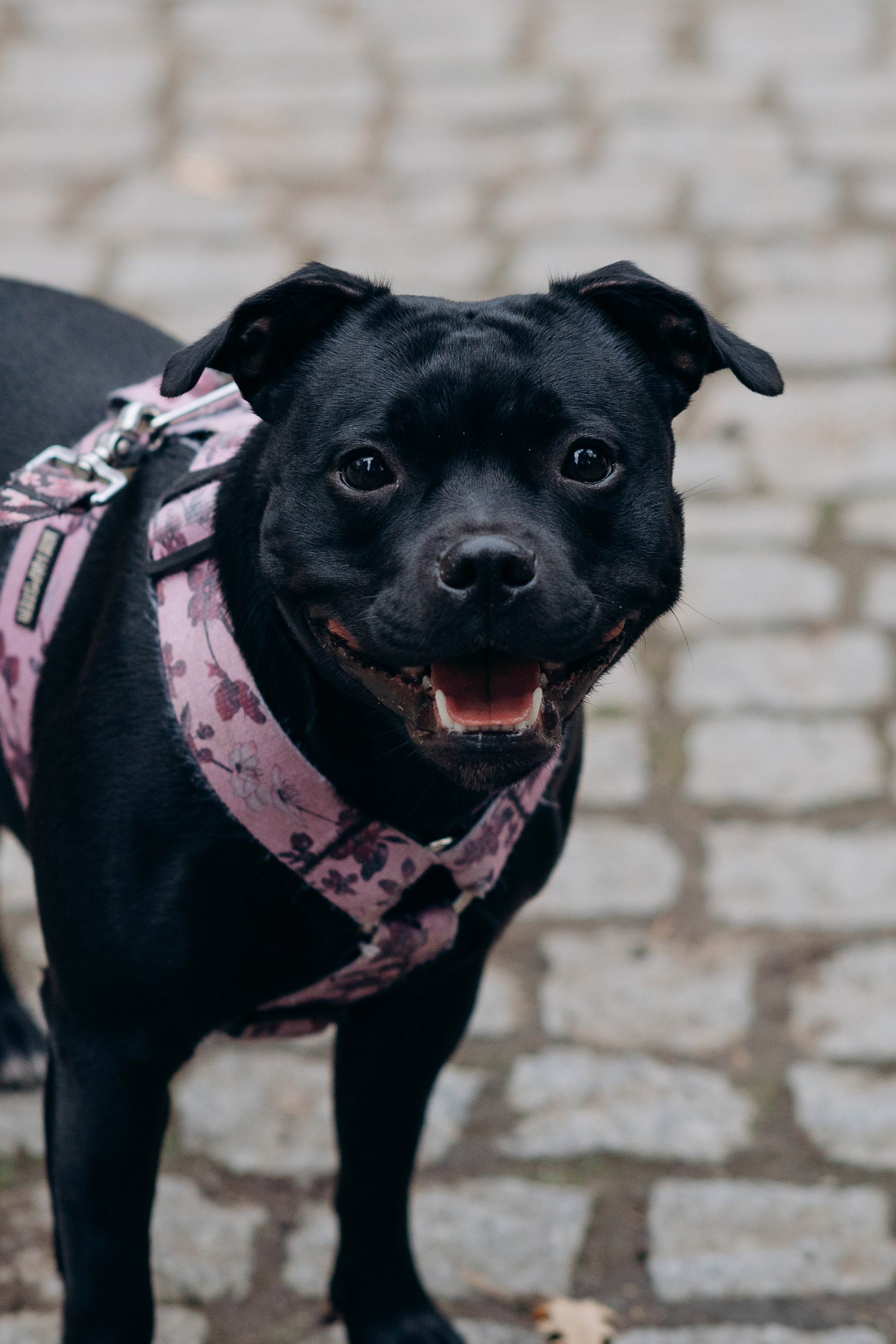 Staffordshire Bull Terriers Meetup. Kat Laisaar — Pet photographer in Tallinn