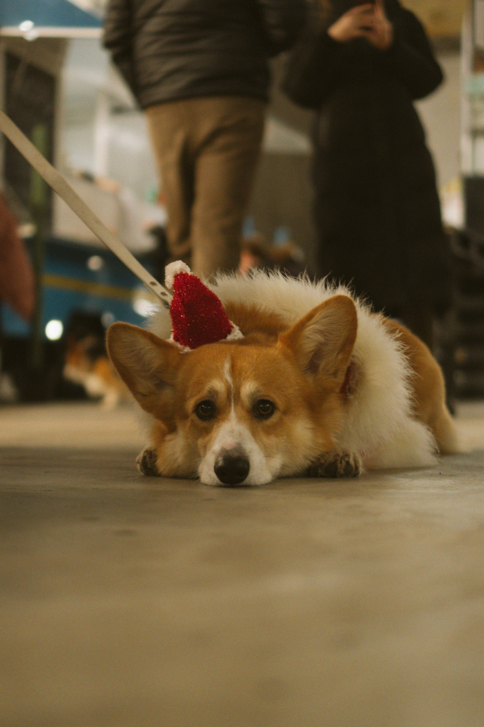 Corgi Fest, Christmas edition. Kat Laisaar — Pet photographer in Tallinn