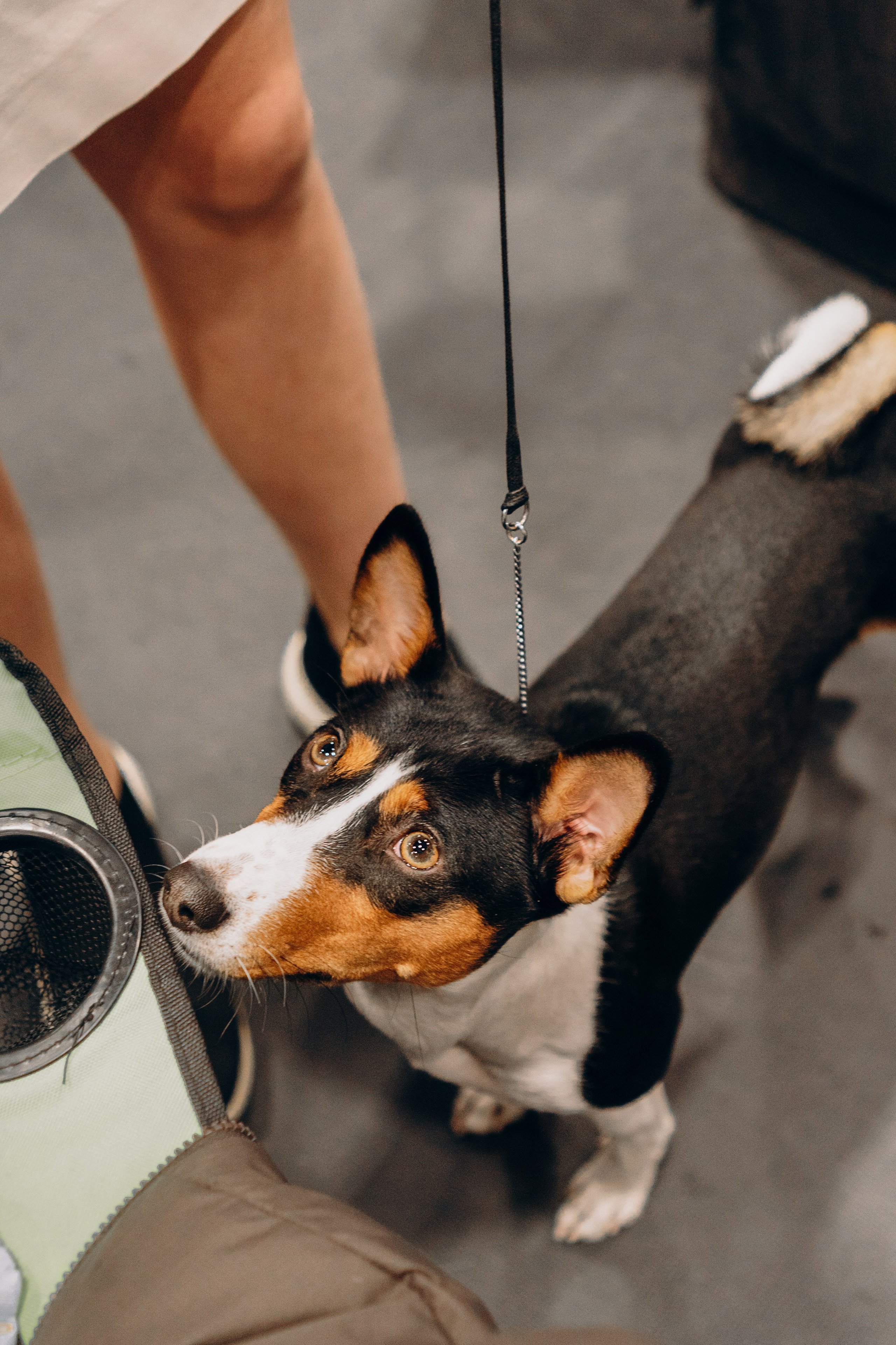 Pärnu dog weekend photo report. Kat Laisaar — Pet photographer in Tallinn