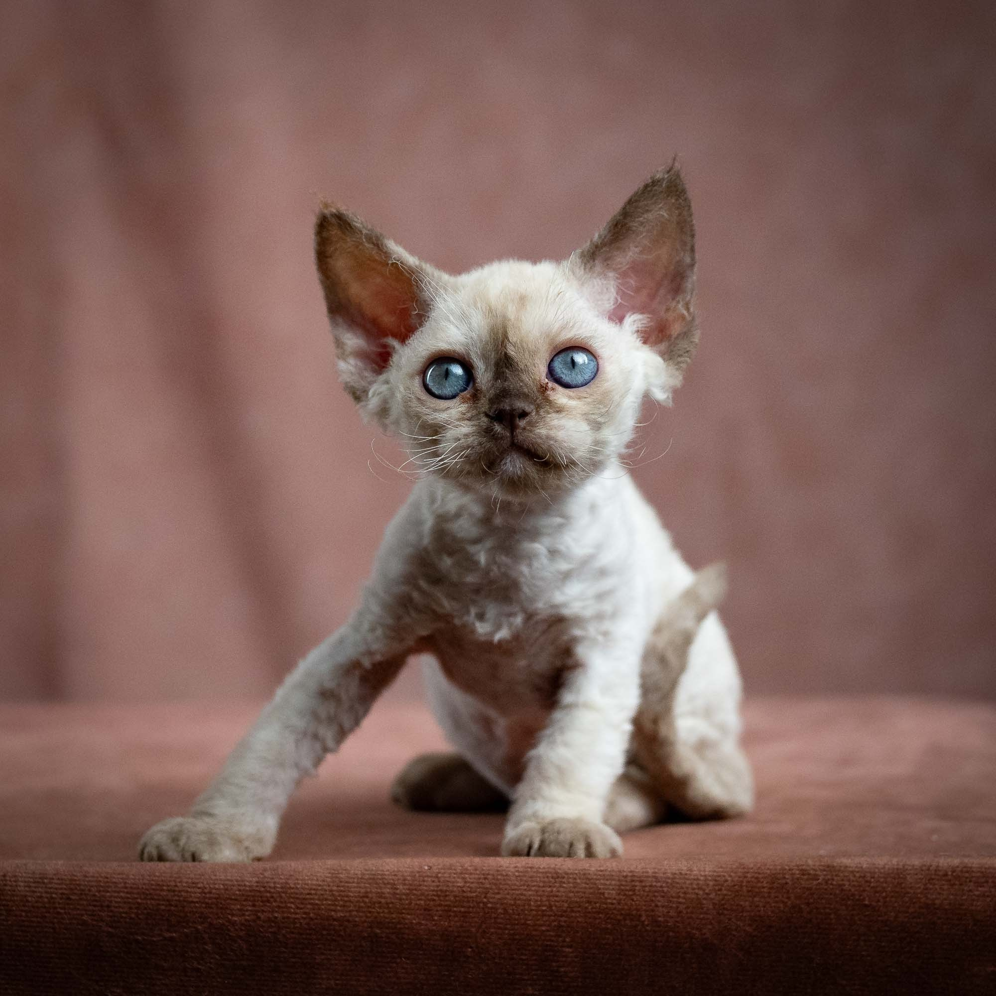 Luna, girl, born 12.20.2025. Devon Rex Pixie Cattery