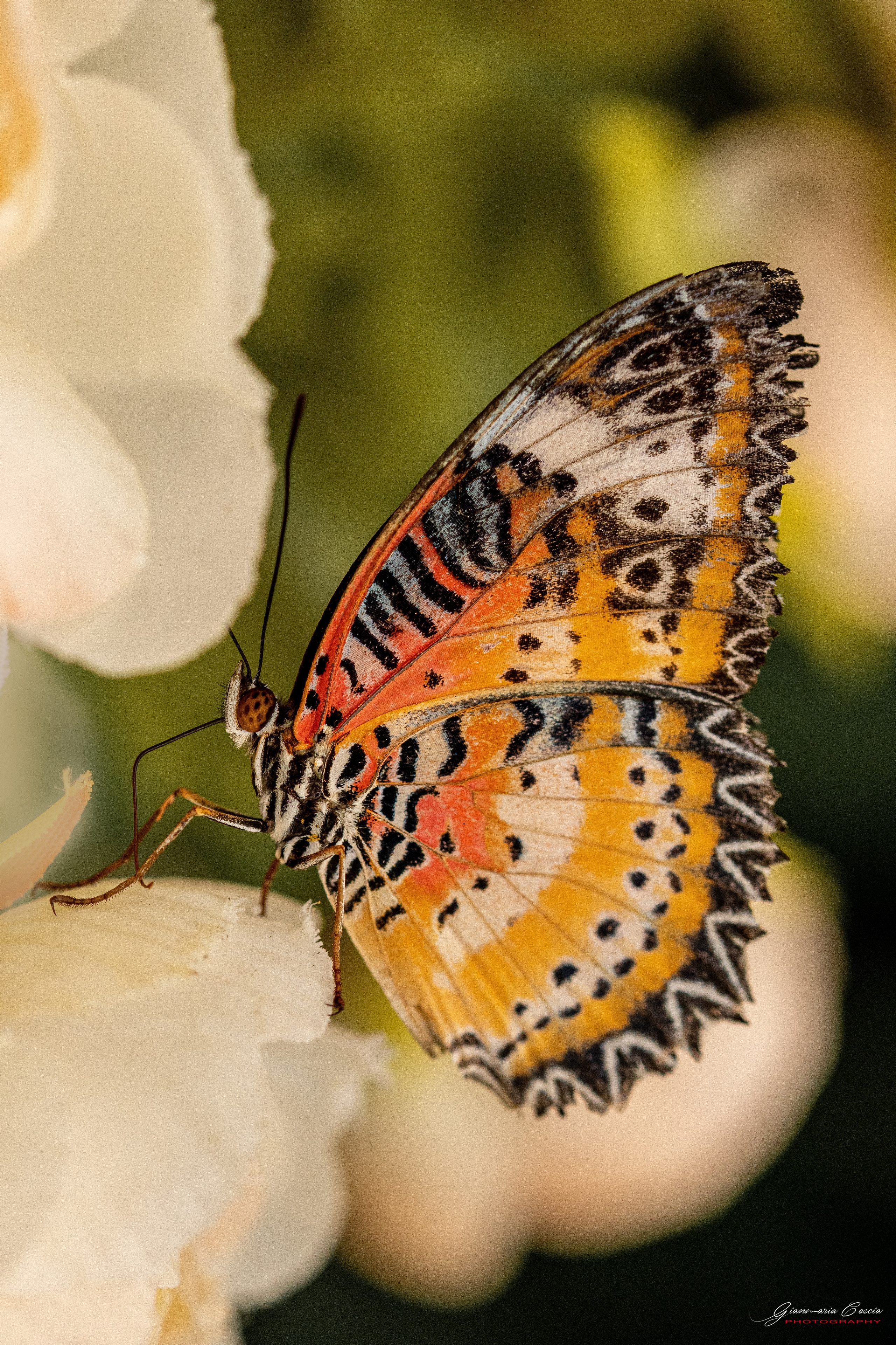 “Gianmaria Coscia fotografo per passione”