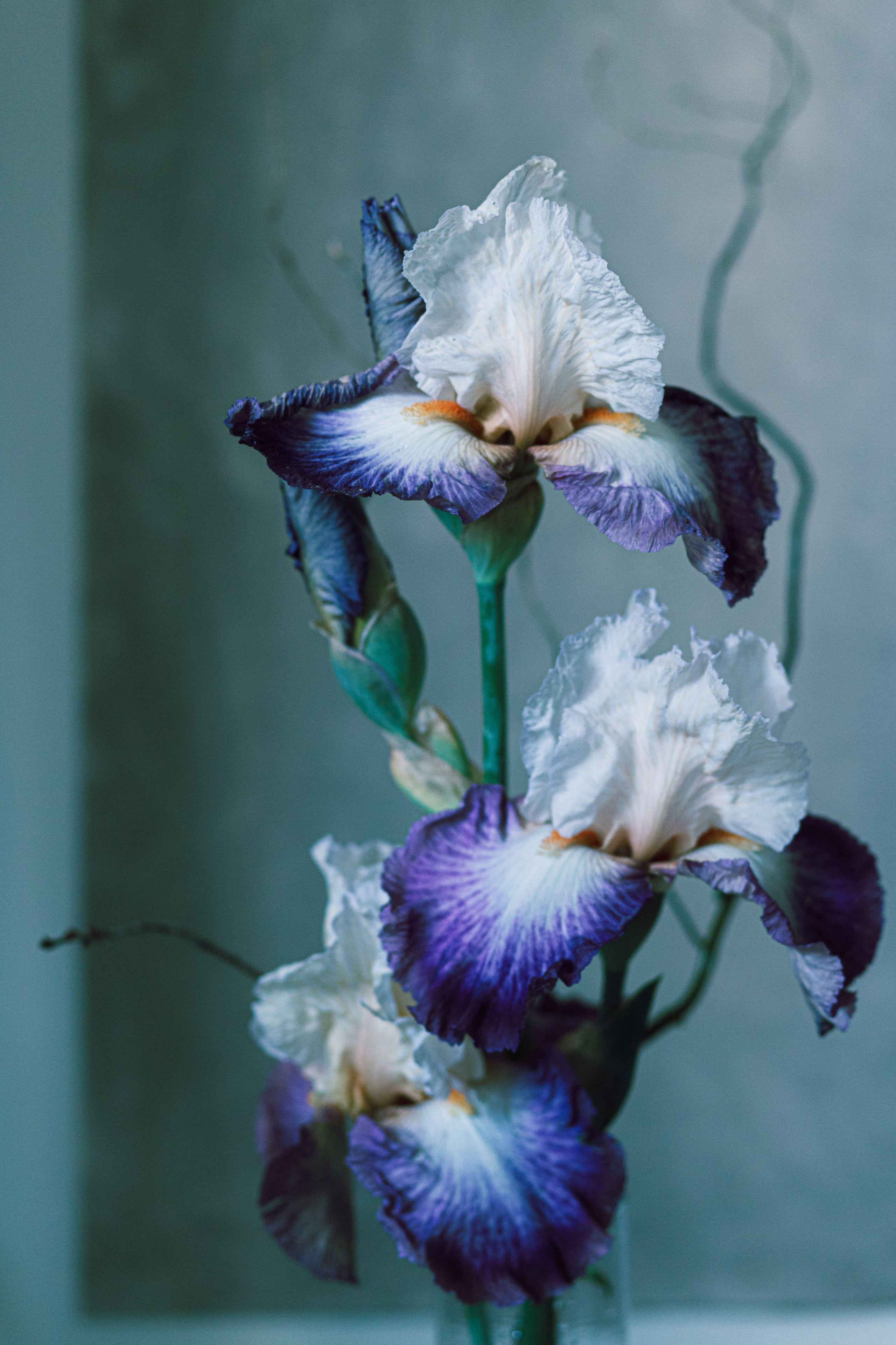 Photographer artist Liashenko Oksana