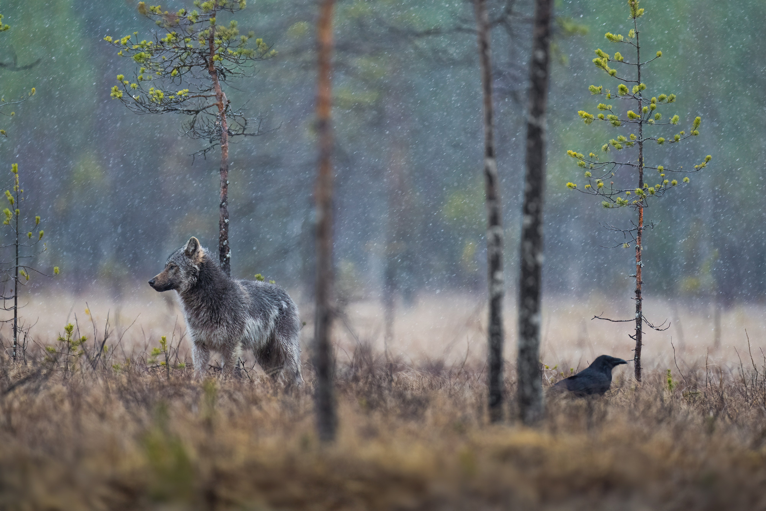 GALLERY. Fine art wildlife photographer Alexandra Surkova