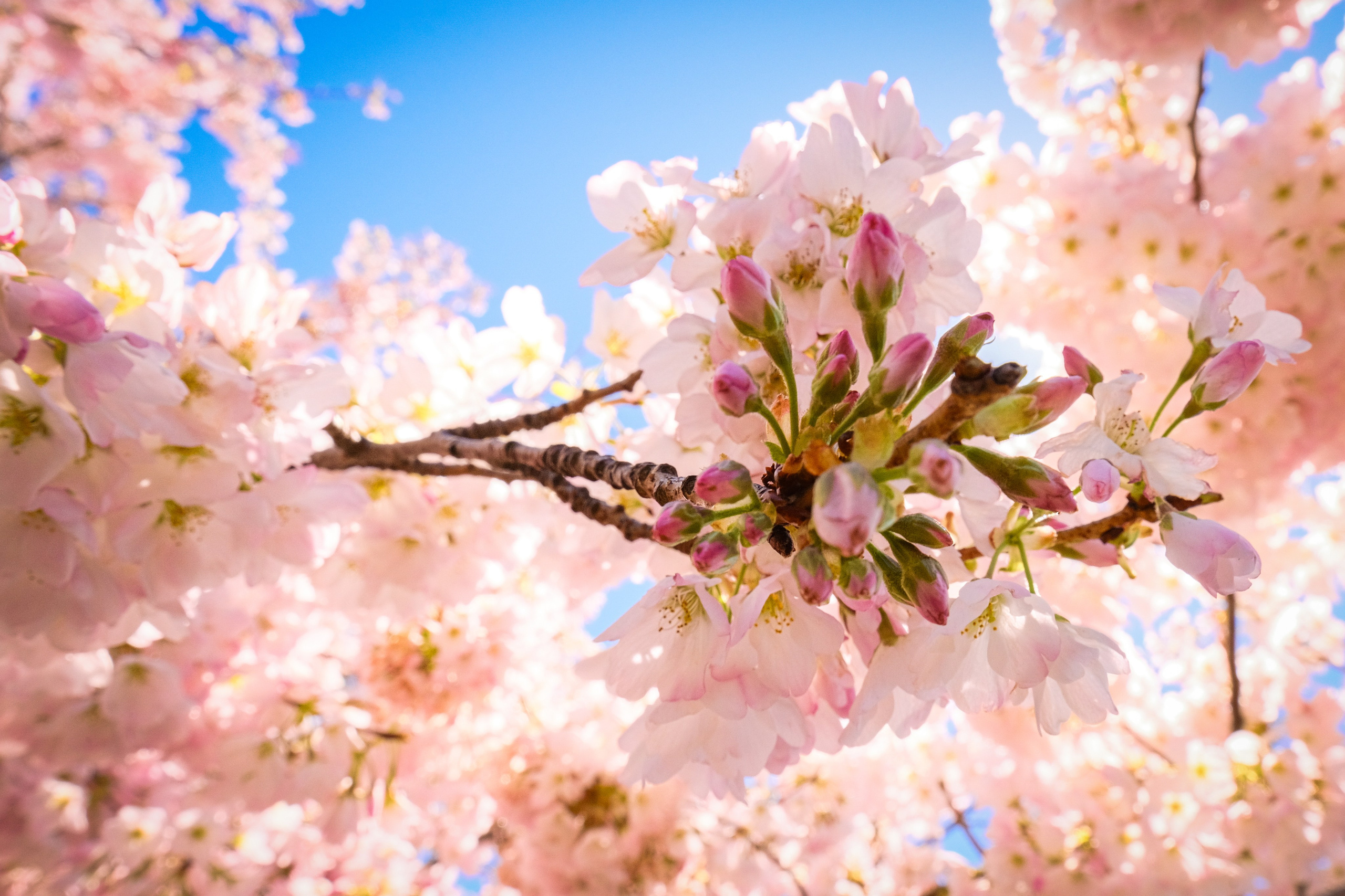 NEW YORK / 2025. Reportage concert portrait photography in the San Francisco Bay Area
