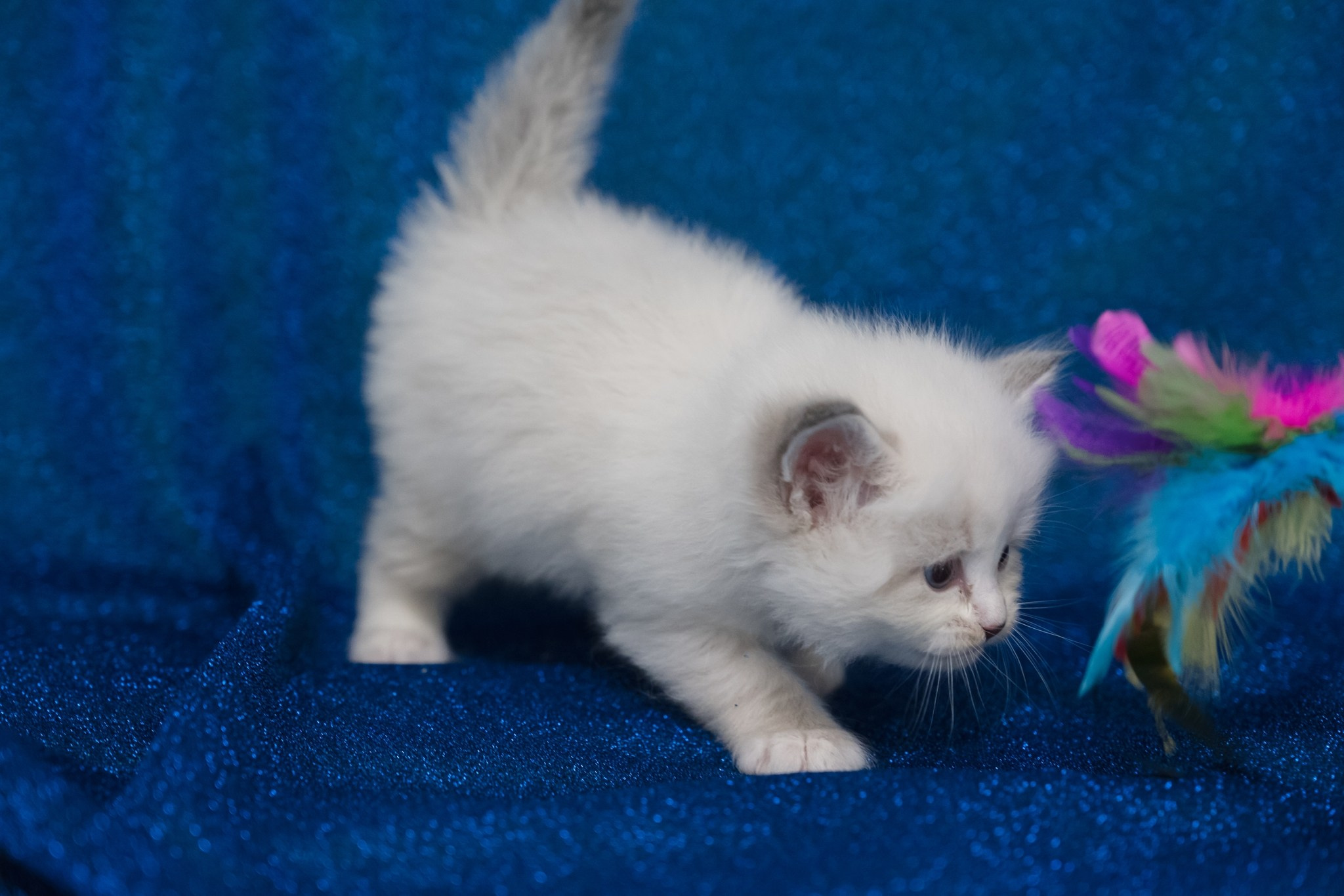 N-Antares. SIBERIALIS: Katzenzucht von Sibirischen und Neva Masquarade Katzen