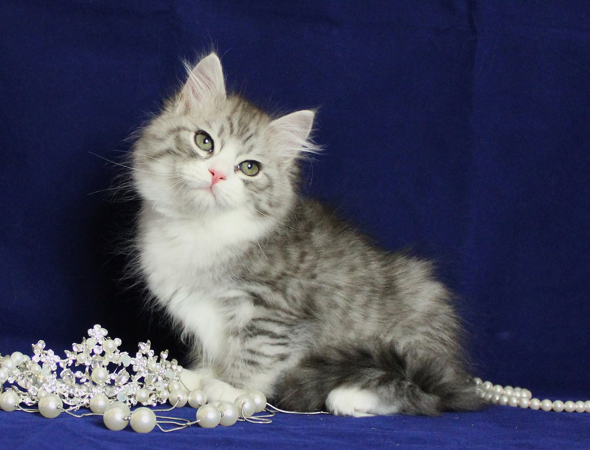 Katzen | Females. SIBERIALIS: Katzenzucht von Sibirischen und Neva Masquarade Katzen