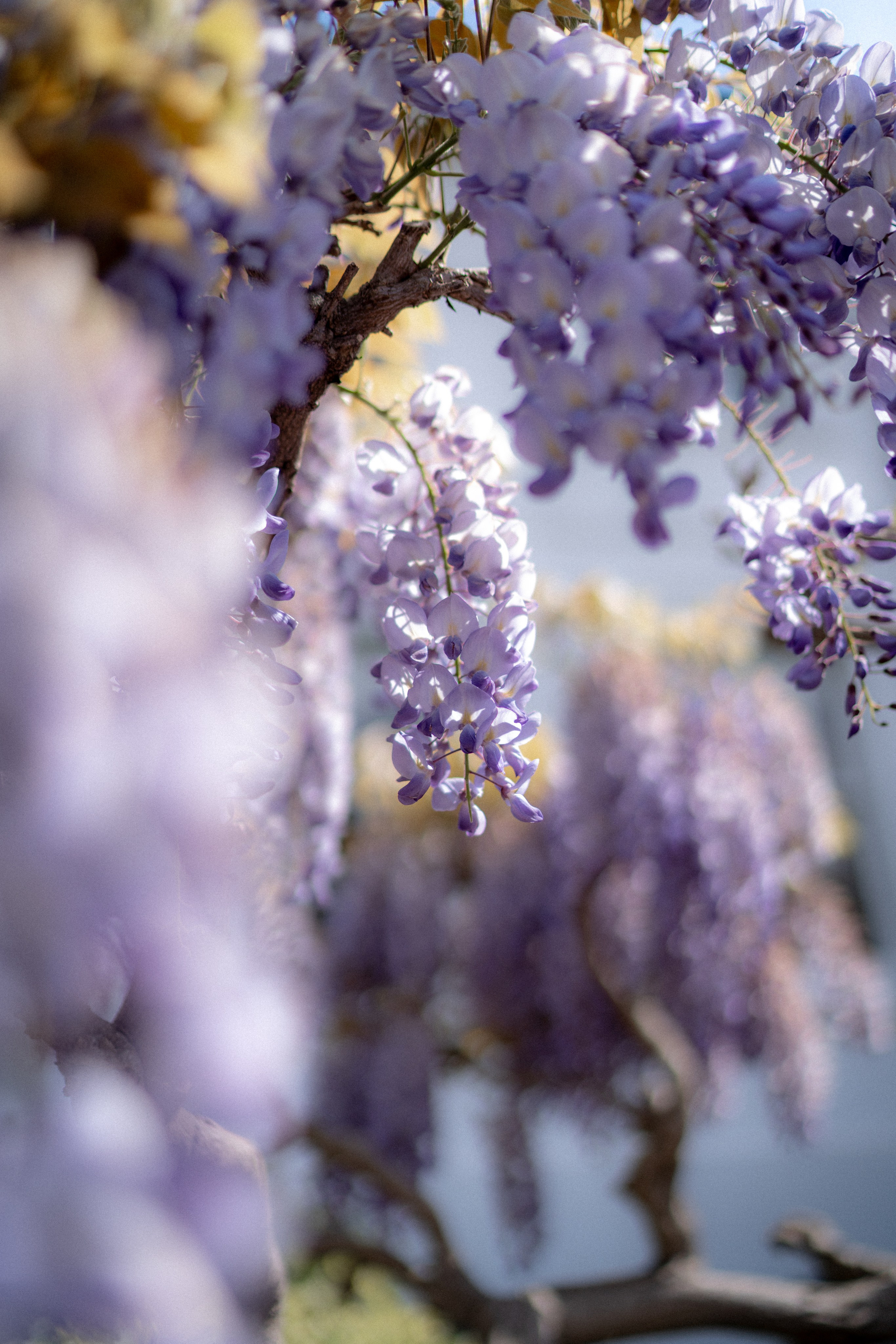 Hysteria. Tonya Kyrylenko photographer in London