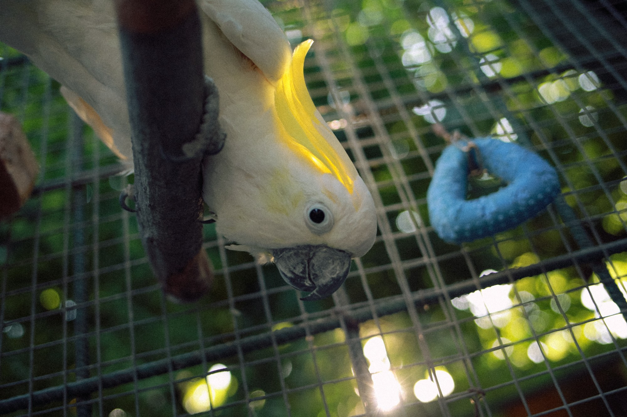 BIRDS. Marina Kálcheva — Photographer & Visual Artist in Barcelona