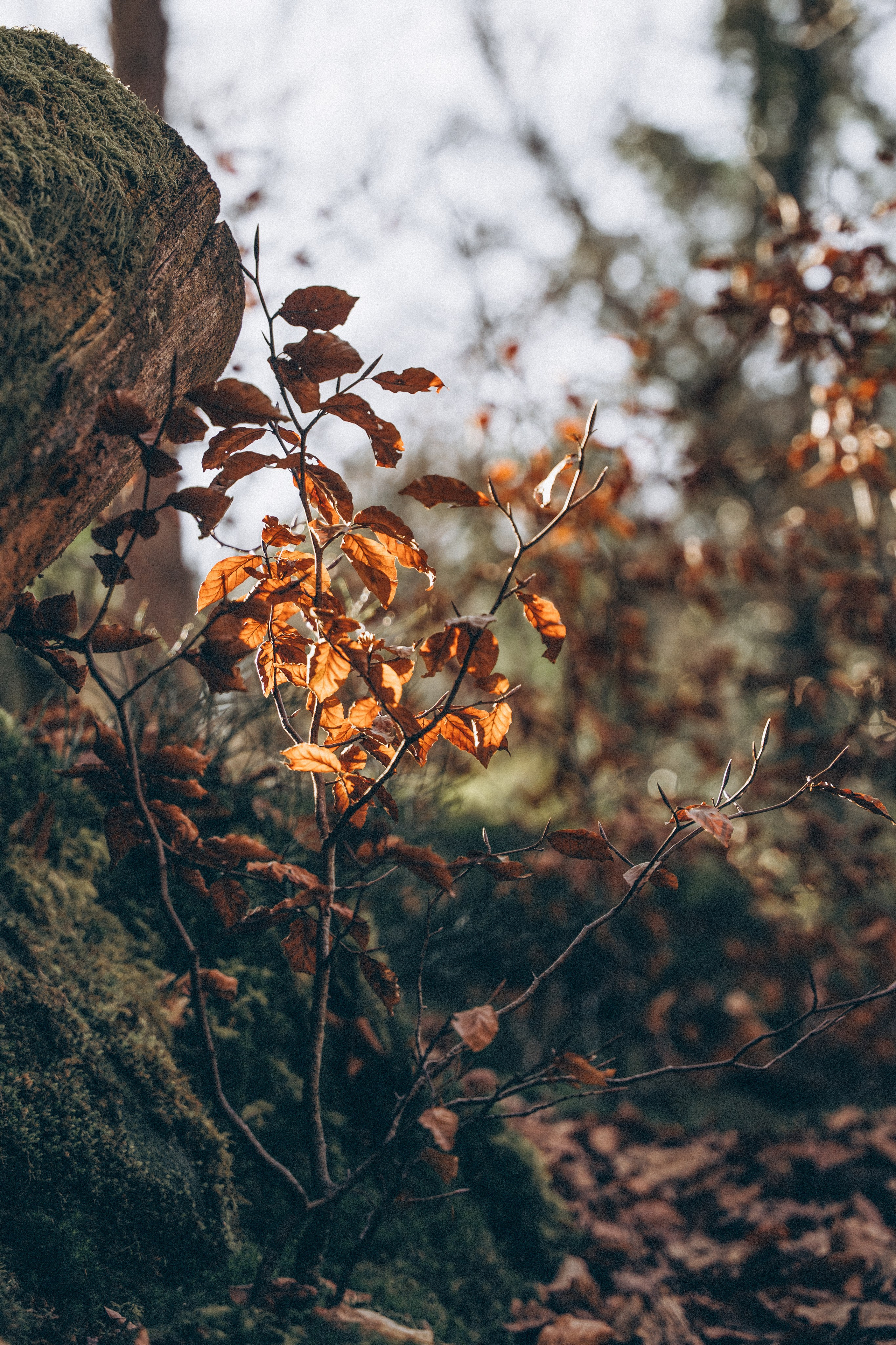 Müllerthal. Elena Seewald