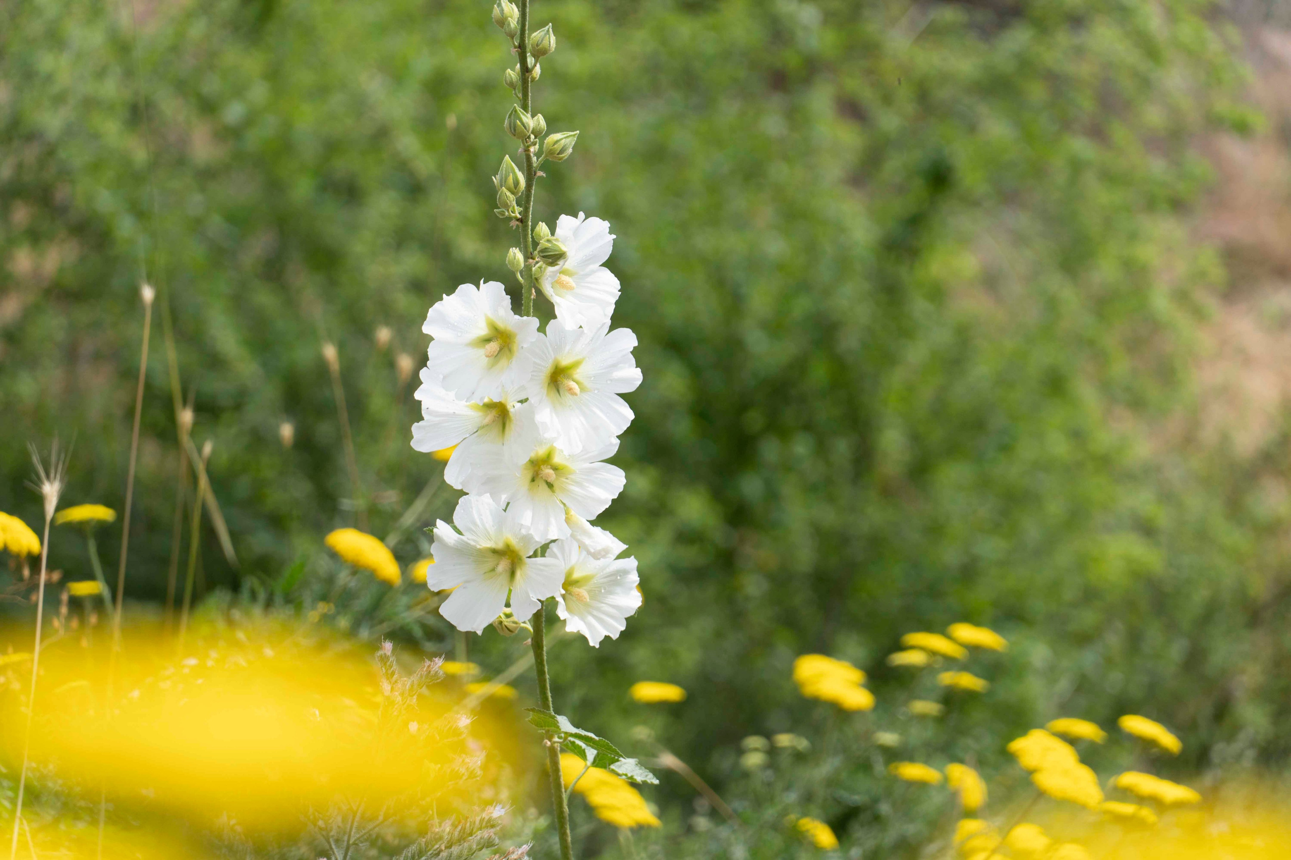 Wildlife Photography Programme (British Council x MOC). Melikov Amir, Uzbekistan based photographer