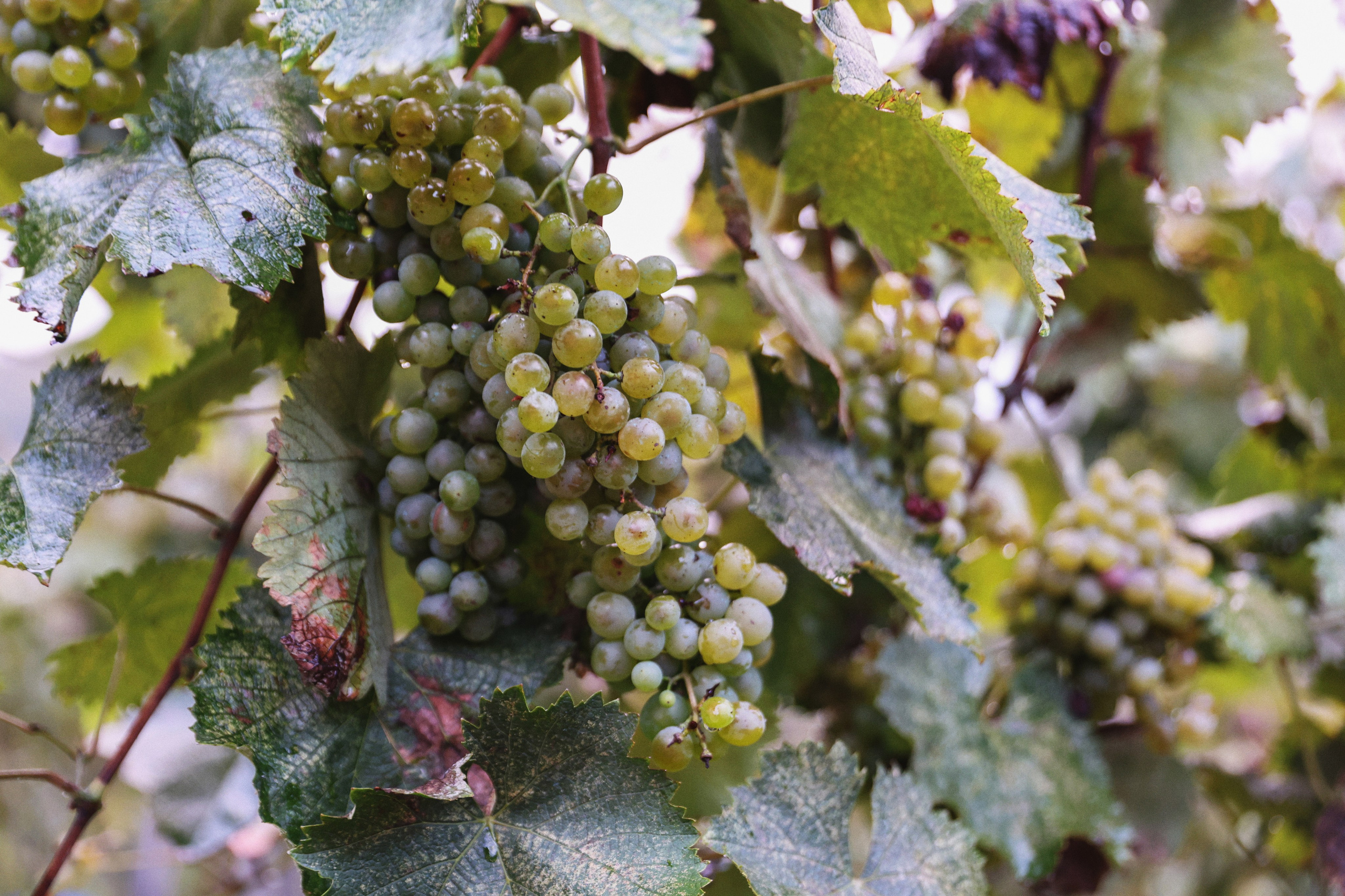 Wedding in Chateau. Свадебный, семейный и детский фотограф в Беларуси и за ее пределами