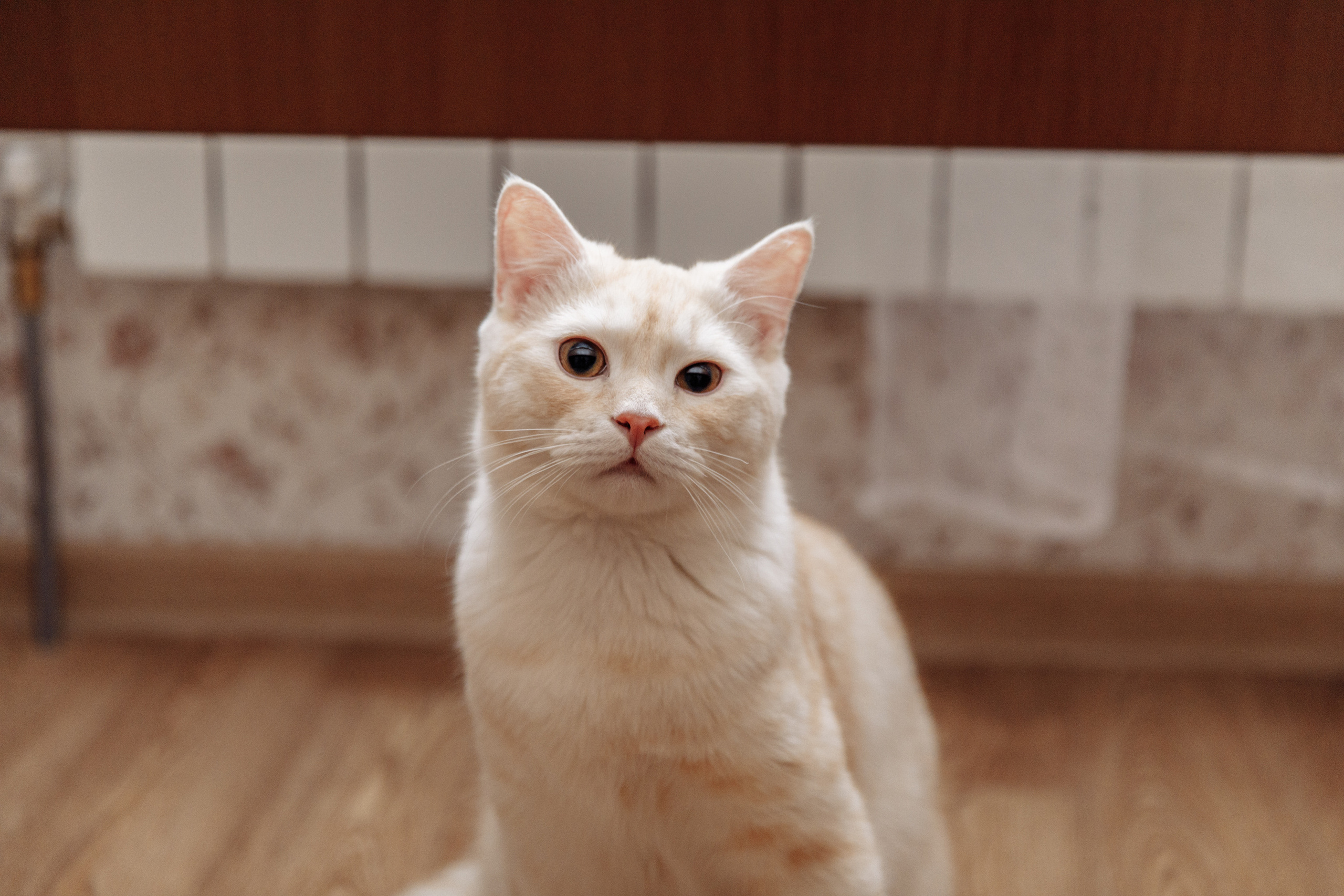 Оля и Андрей. Фотограф в Будапеште Рита Горбачева