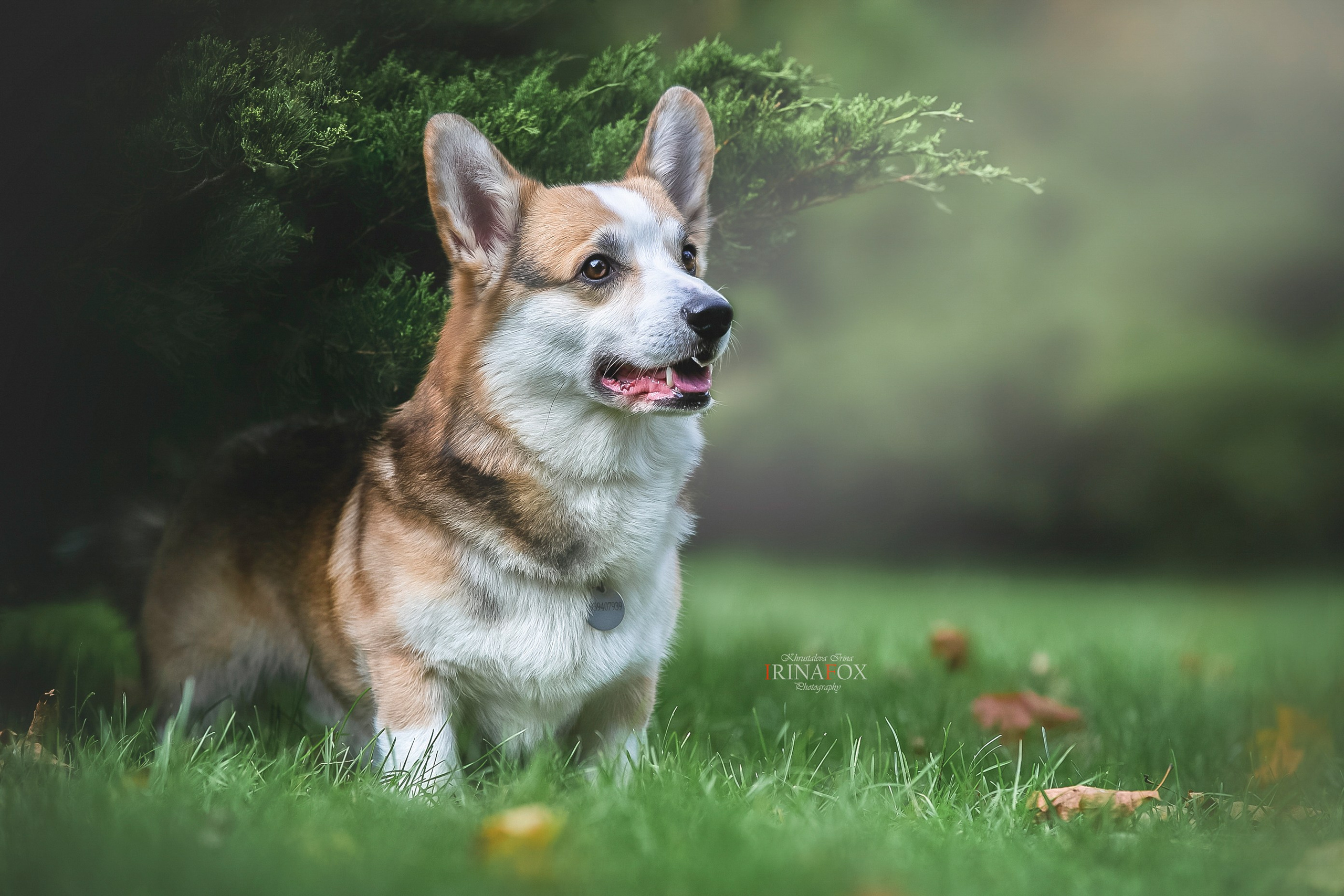 Порт анімал общ. Репортажний фотограф/анімаліст КИЇВ