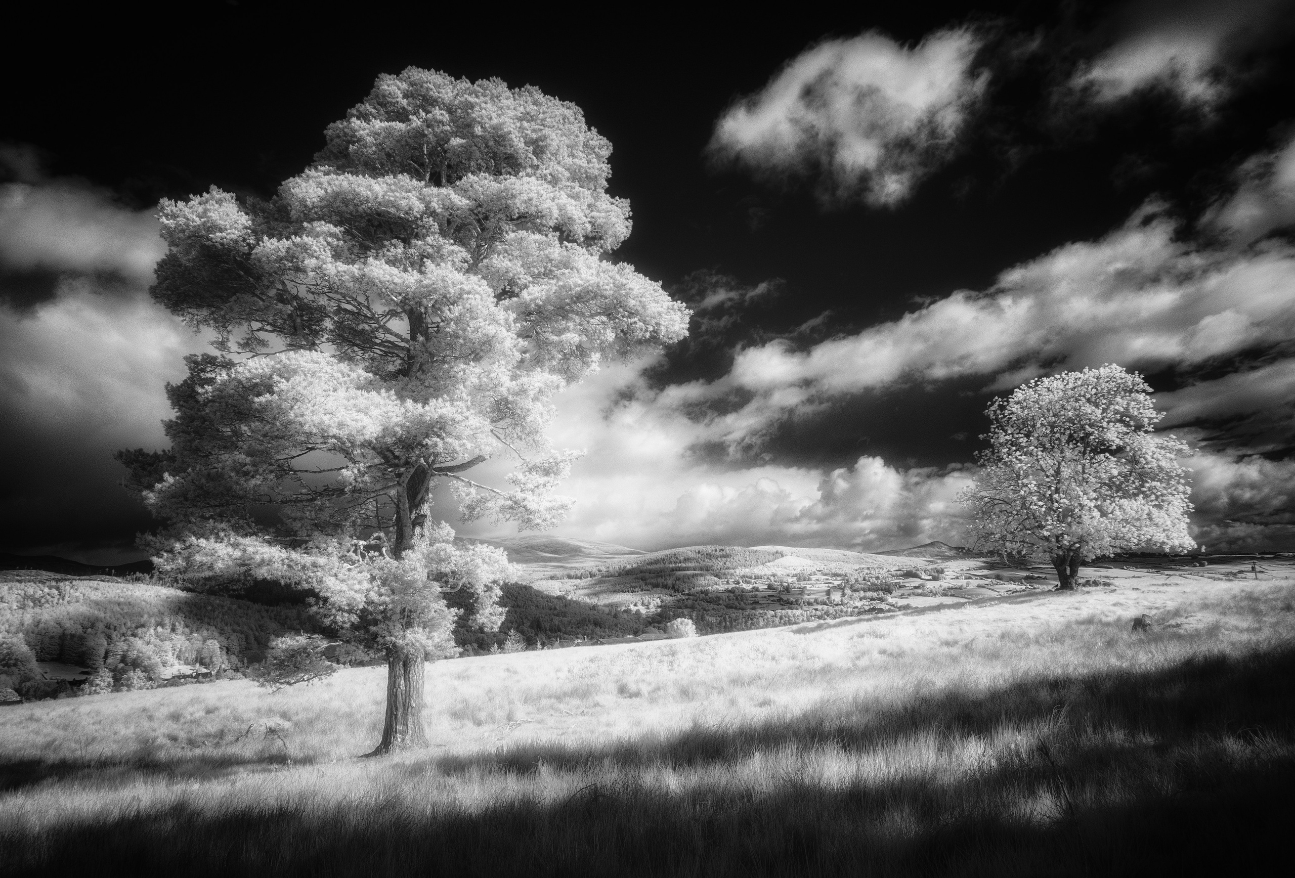 Trees. Infrared Scotland