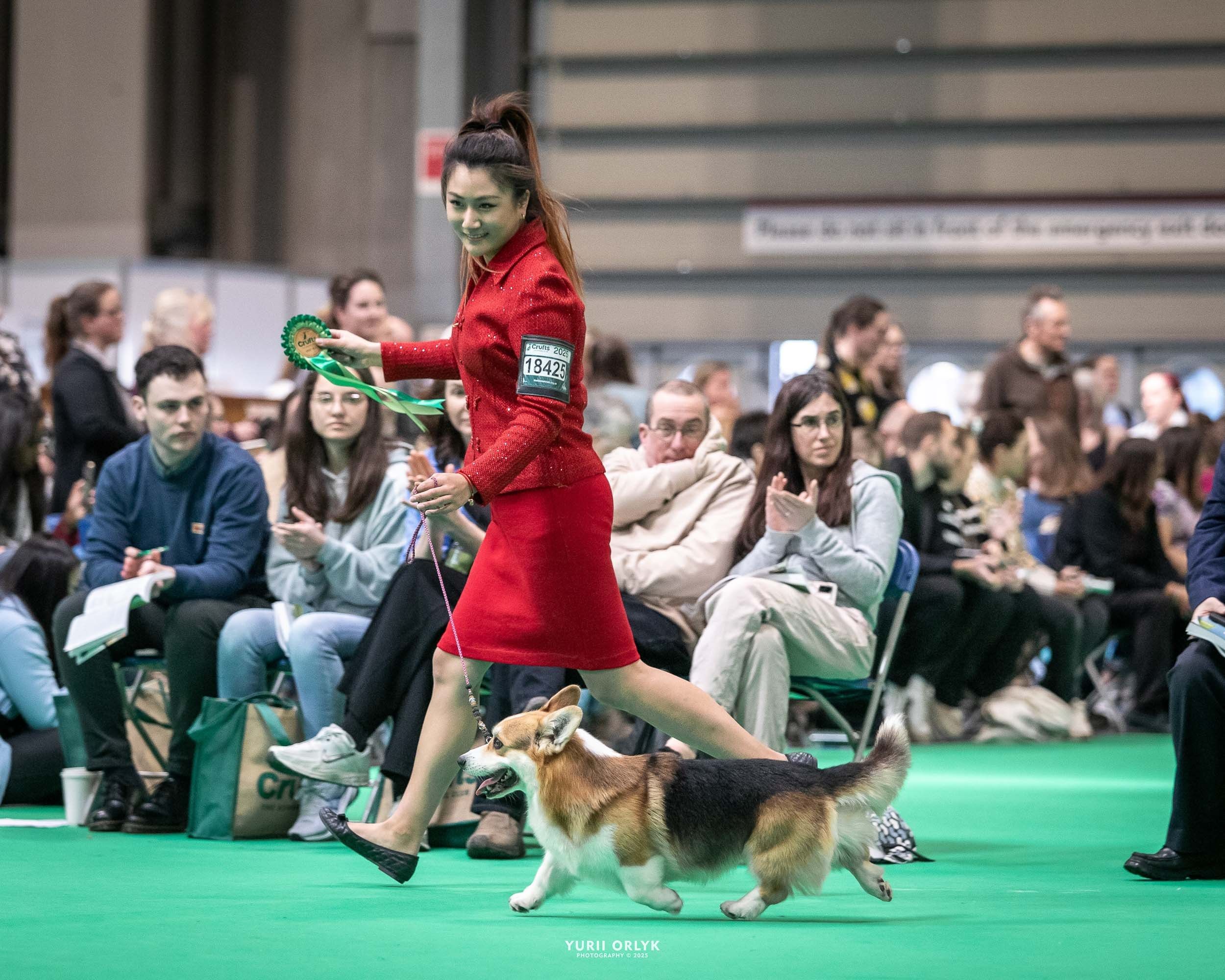 Dog Shows. Yurii Orlyk Photography