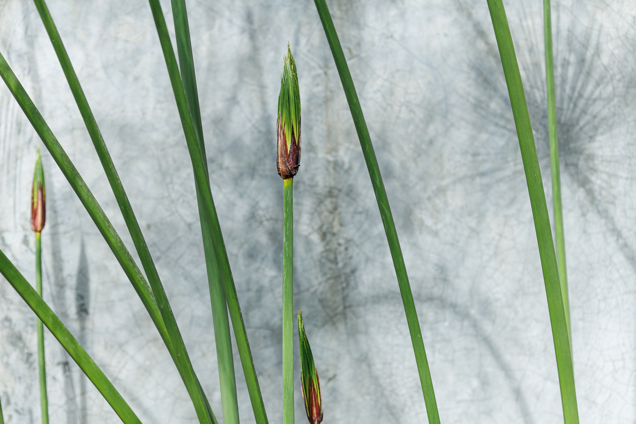 фотограф недвижимости Лиссабонфотограф интерьеров Лиссабонпрофессиональная съемка недвижимости Лиссабонфотосъемка квартир Лиссабонфотосъемка домов Лиссабонфотосъемка вилл Лиссабонкоммерческая фотосъемка недвижимости Лиссабонинтерьерная фотосъемка Лиссабонфотограф для Airbnb Лиссабонфото для объявления недвижимости Лиссабонфото для агентства недвижимости Лиссабонсъемка апартаментов Лиссабонсъемка новостроек Лиссабонсъемка элитной недвижимости Лиссабонсъемка офисов и коммерческих помещений Лиссабонархитектурная фотосъемка Лиссабонсъемка экстерьера Лиссабондневная съемка недвижимости Лиссабонсъемка на закате недвижимость Лиссабонфото недвижимости для продажи Лиссабонфото недвижимости для аренды Лиссабонконтент для листинга недвижимости Лиссабонфотосъемка недвижимости Португалия Лиссабонreal estate photographer Lisbonproperty photographer Lisboninterior photographer LisbonAirbnb photographer Lisbonreal estate photography Lisbonproperty photography Lisbonarchitectural photographer Lisboninterior photography Lisbonreal estate photographer Lisboafotógrafo imobiliário Lisboafotografia imobiliária Lisboafotógrafo de interiores Lisboafotografia de interiores Lisboafotógrafo para Airbnb Lisboafotografia para Airbnb Lisboafotografia de arquitetura Lisboafotógrafo de arquitetura Lisboafotografia de imóveis Lisboafotógrafo de imóveis Lisboaфотограф недвижимости Лиссабон ценазаказать фотографа недвижимости Лиссабонуслуги фотографа недвижимости Лиссабонлучший фотограф недвижимости Лиссабон