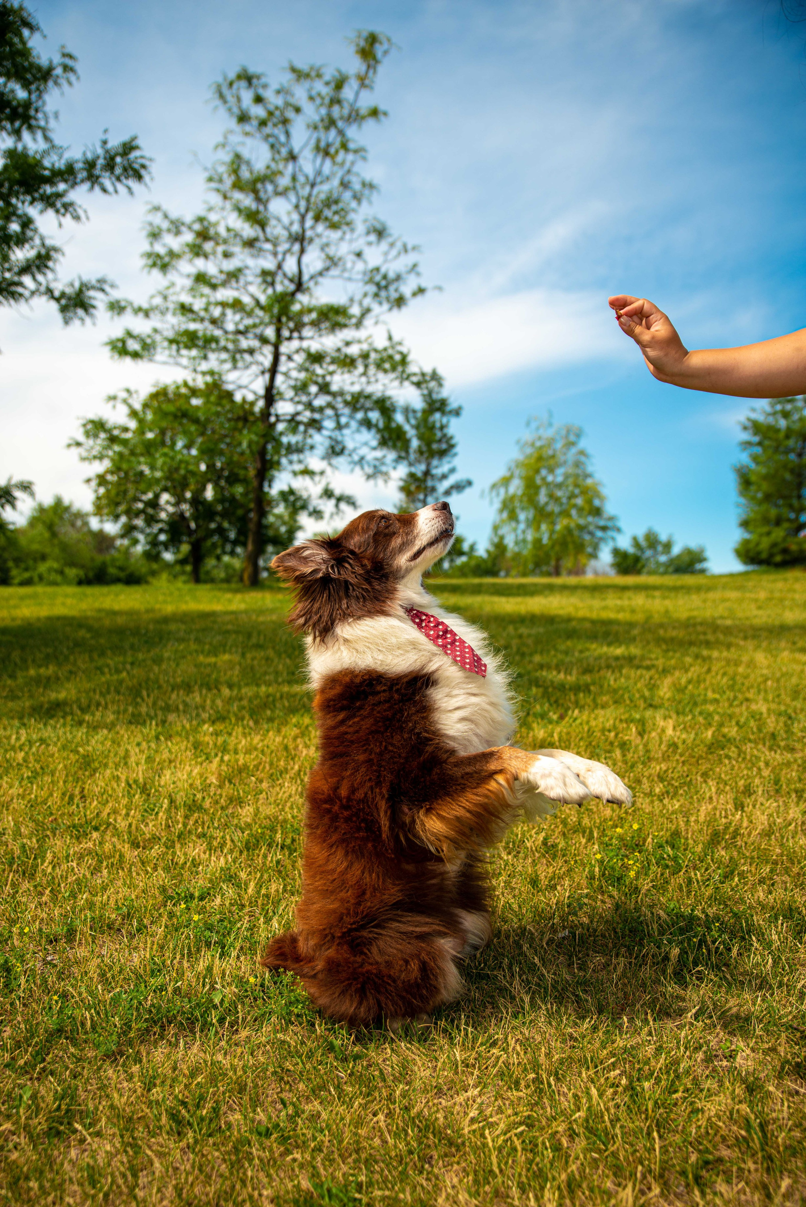 Baloo (Montreal QC). Carlos Lima Photography — Photographer in Calgary