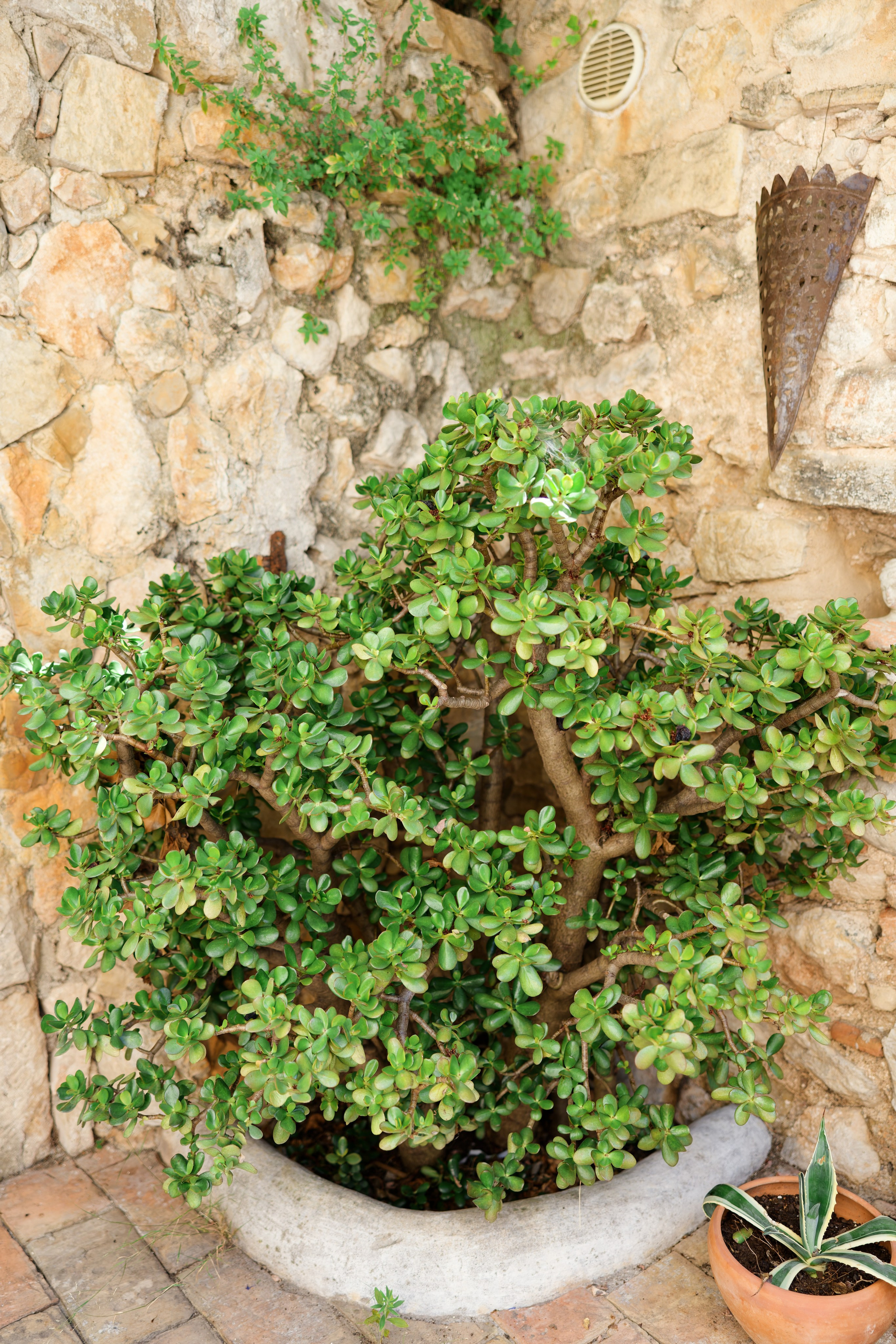 Haldi Ceremony & Mehndi Night & pre-wedding dinner, Barcelona