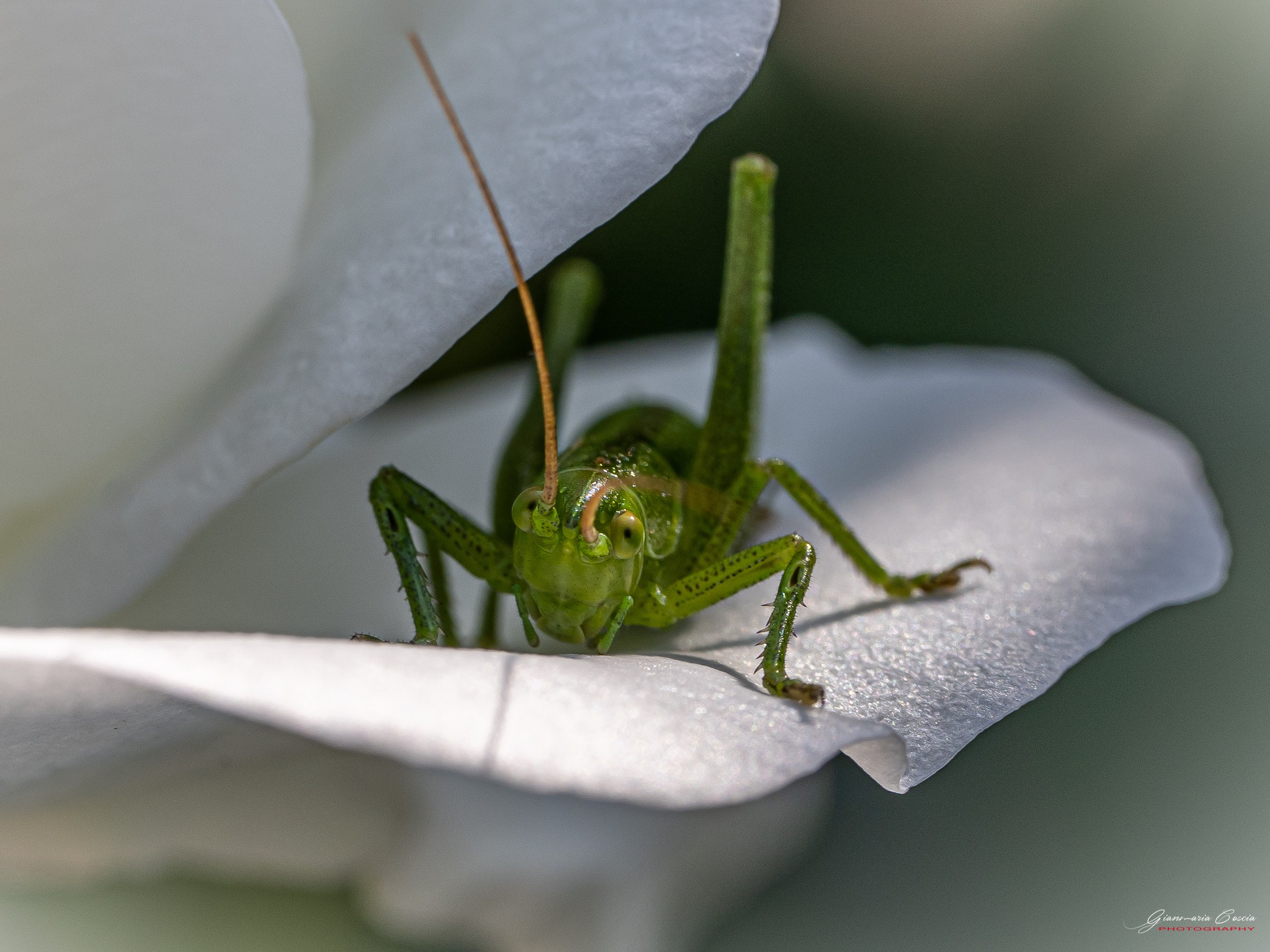 “Gianmaria Coscia fotografo per passione”