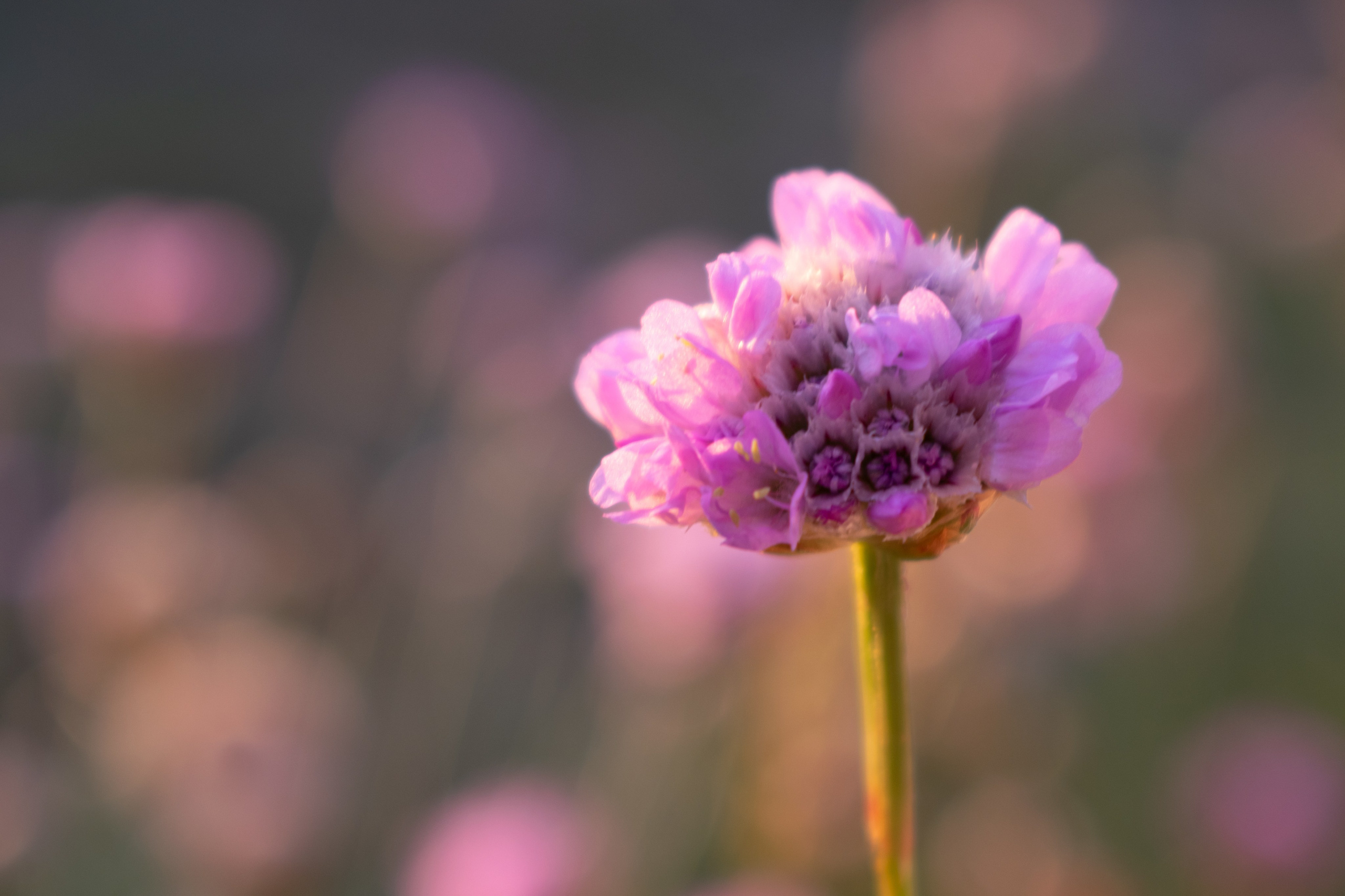 Portfolio. Photographer in Sotenäs municipality. Fotograf i Sotenäs kommun