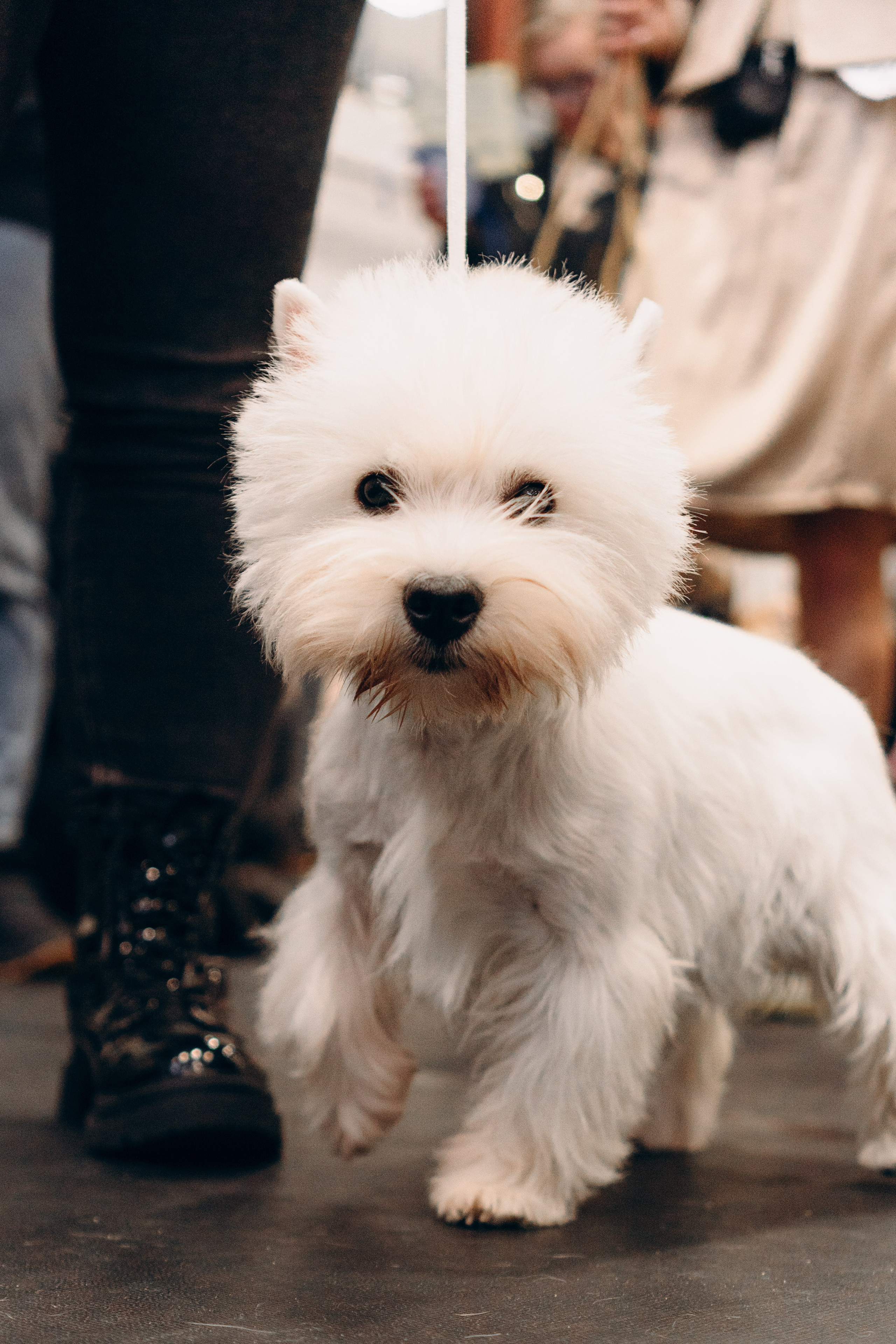 Pärnu dog weekend photo report. Kat Laisaar — Pet photographer in Tallinn