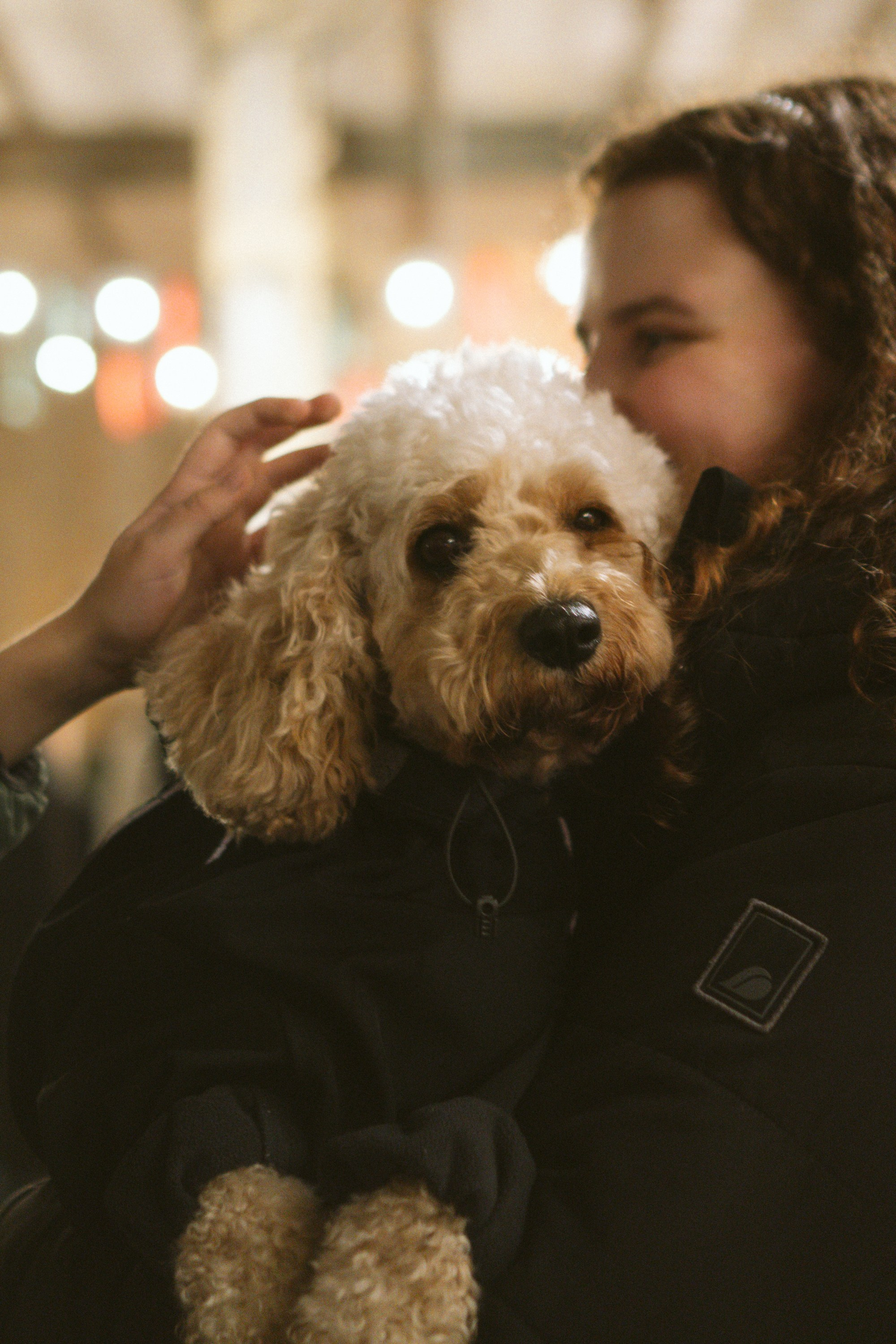 Corgi Fest, Christmas edition. Kat Laisaar — Pet photographer in Tallinn