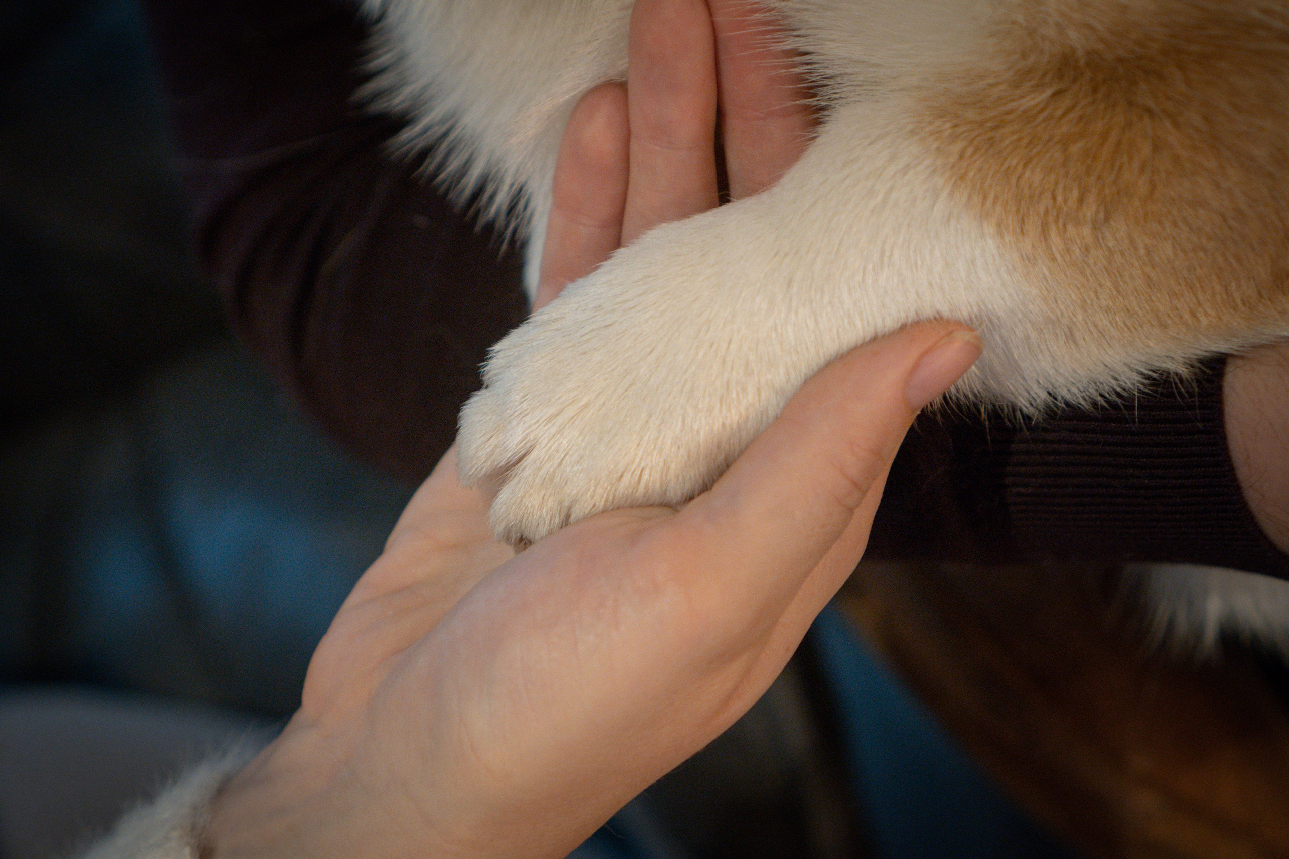Maarika, Jegor and their Luna, Pembroke Welsh Corgi. Kat Laisaar — Pet photographer in Tallinn