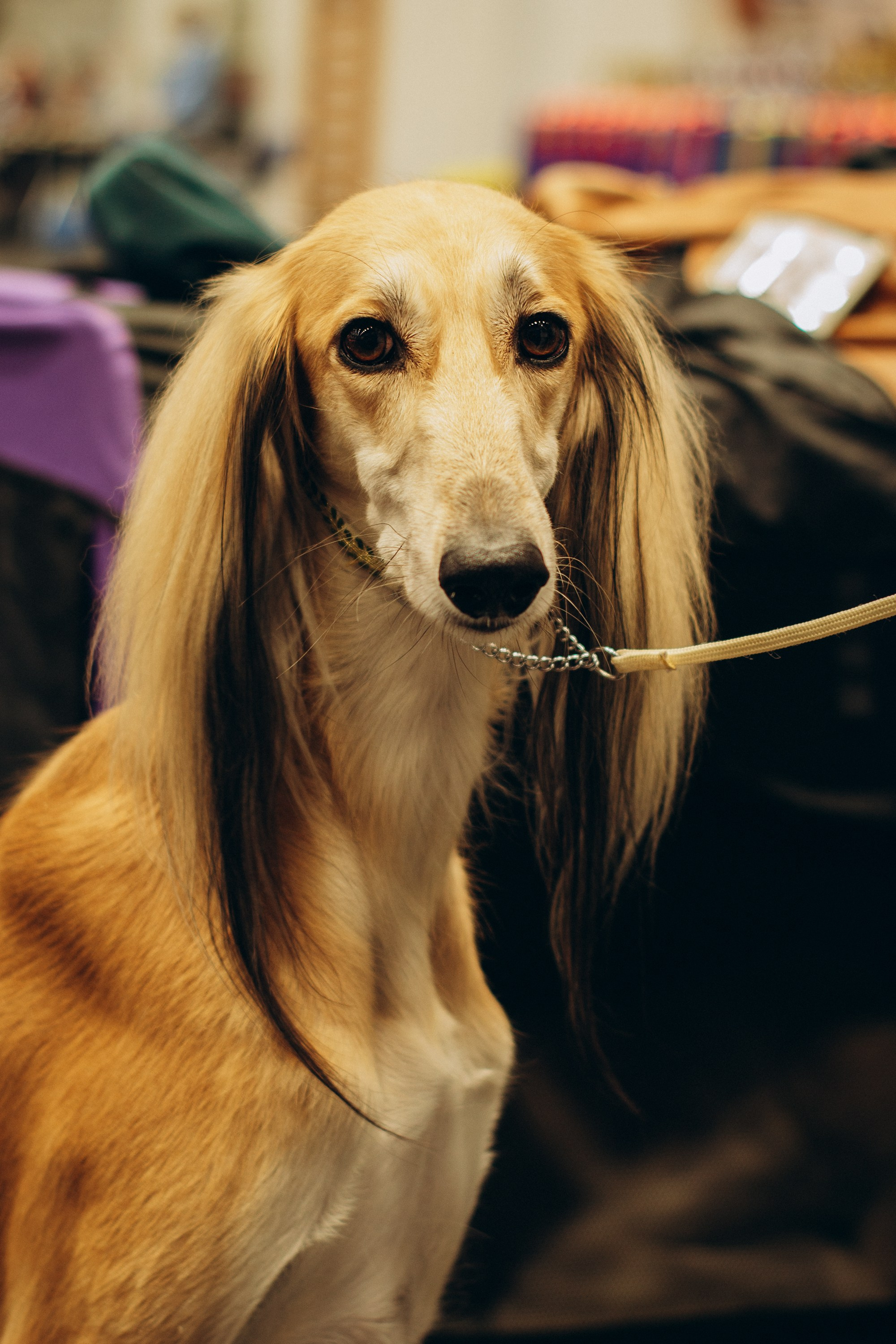 Rakvere Dog Show. Kat Laisaar — Pet photographer in Tallinn