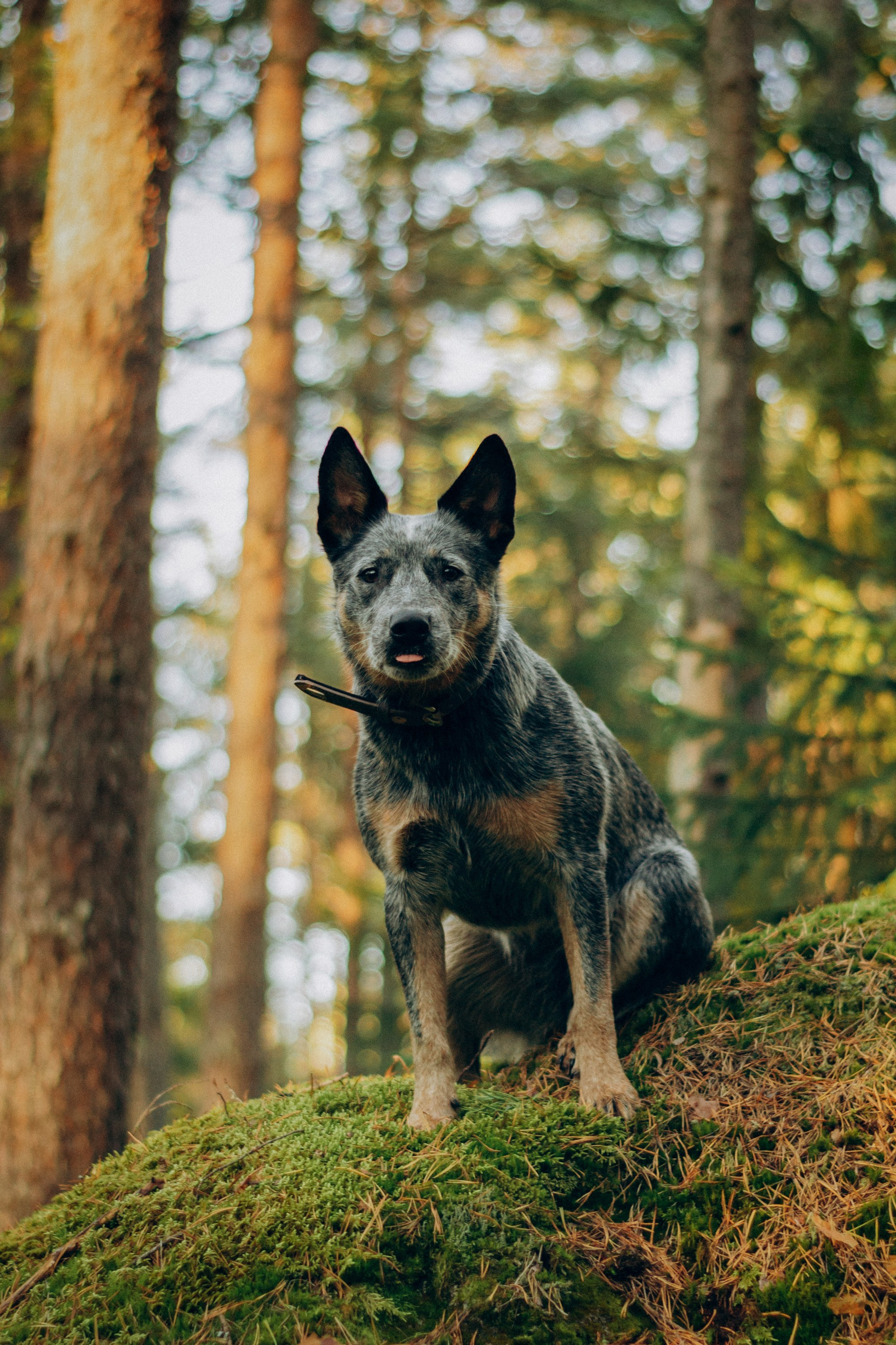 Polina and her Dakota, Blue Heeler. Kat Laisaar — Pet photographer in Tallinn