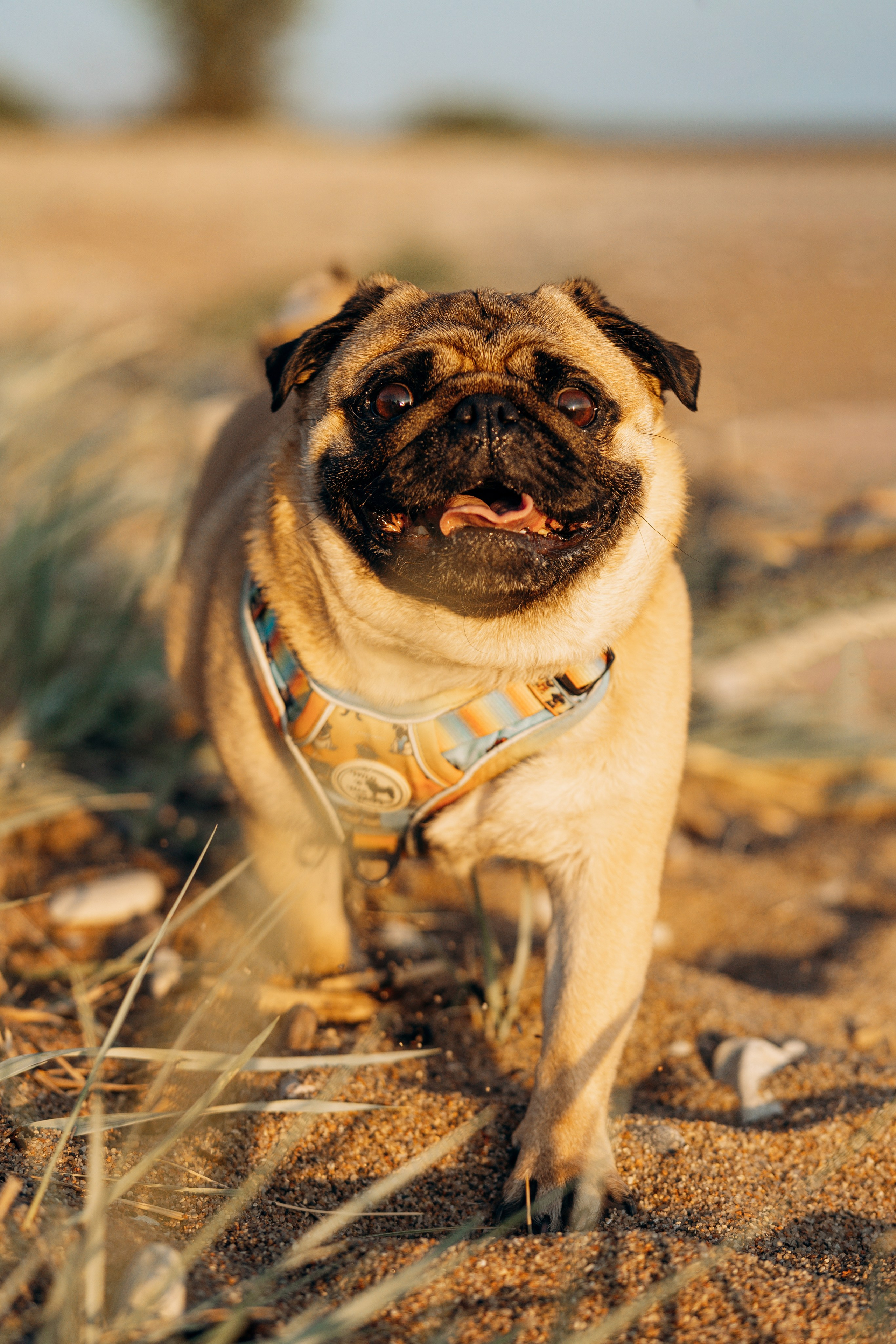 Frank, Tony, Katerina & Lev. Kat Laisaar — Pet photographer in Tallinn