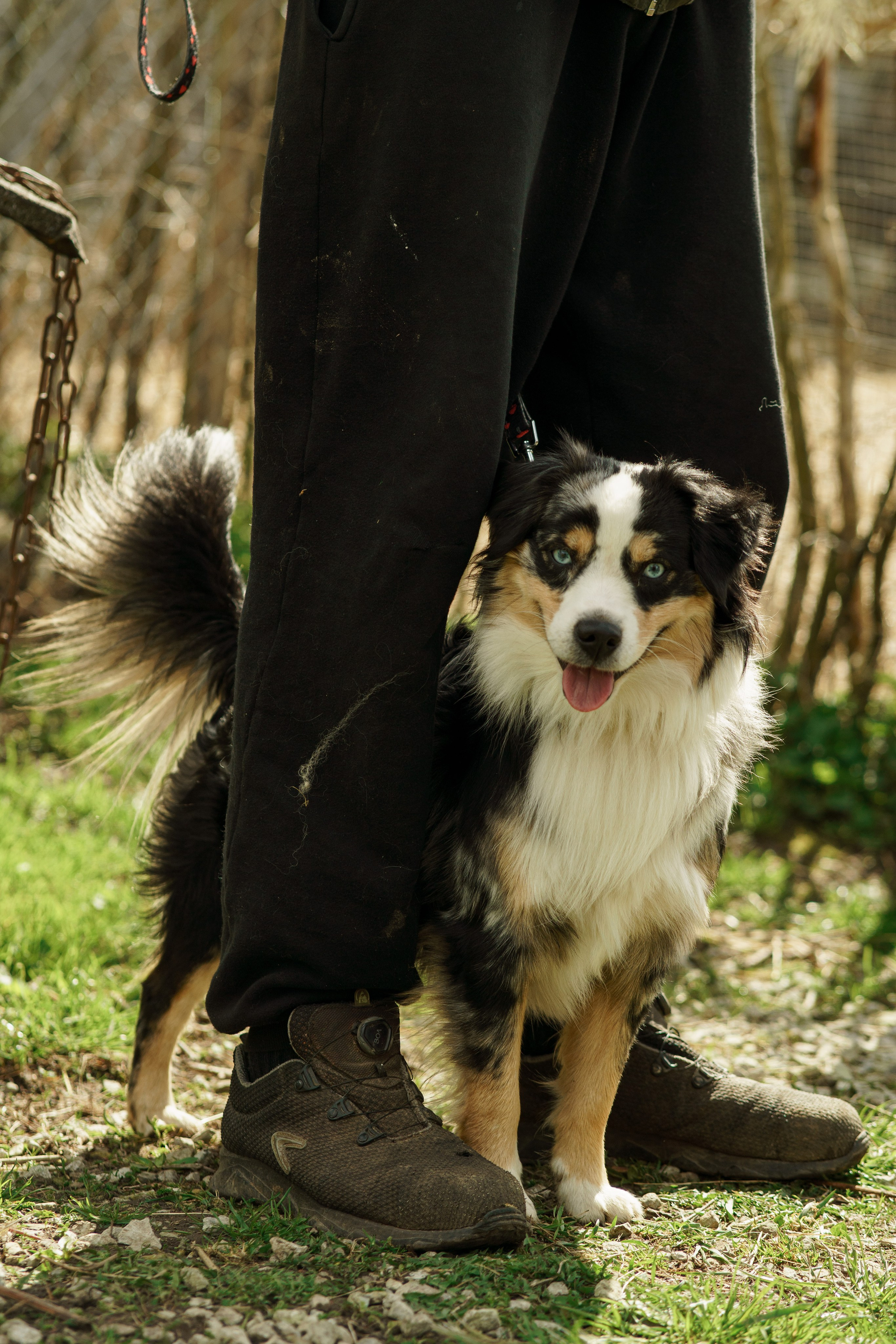 Herding Days, 26 apr. 2025. Kat Laisaar — Pet photographer in Tallinn