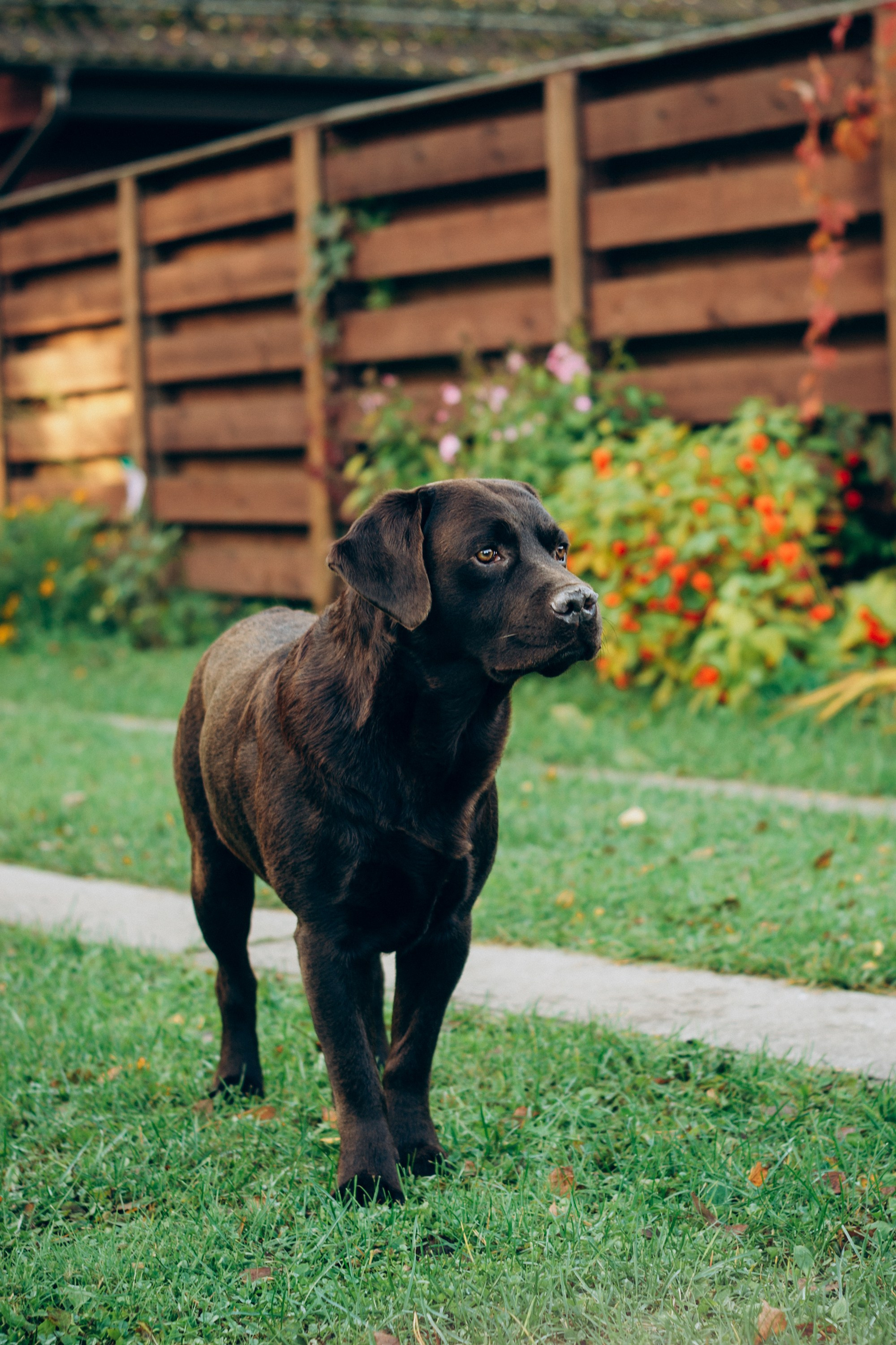 Harvi, chocolate Labrador Retriever. Kat Laisaar — Pet photographer in Tallinn