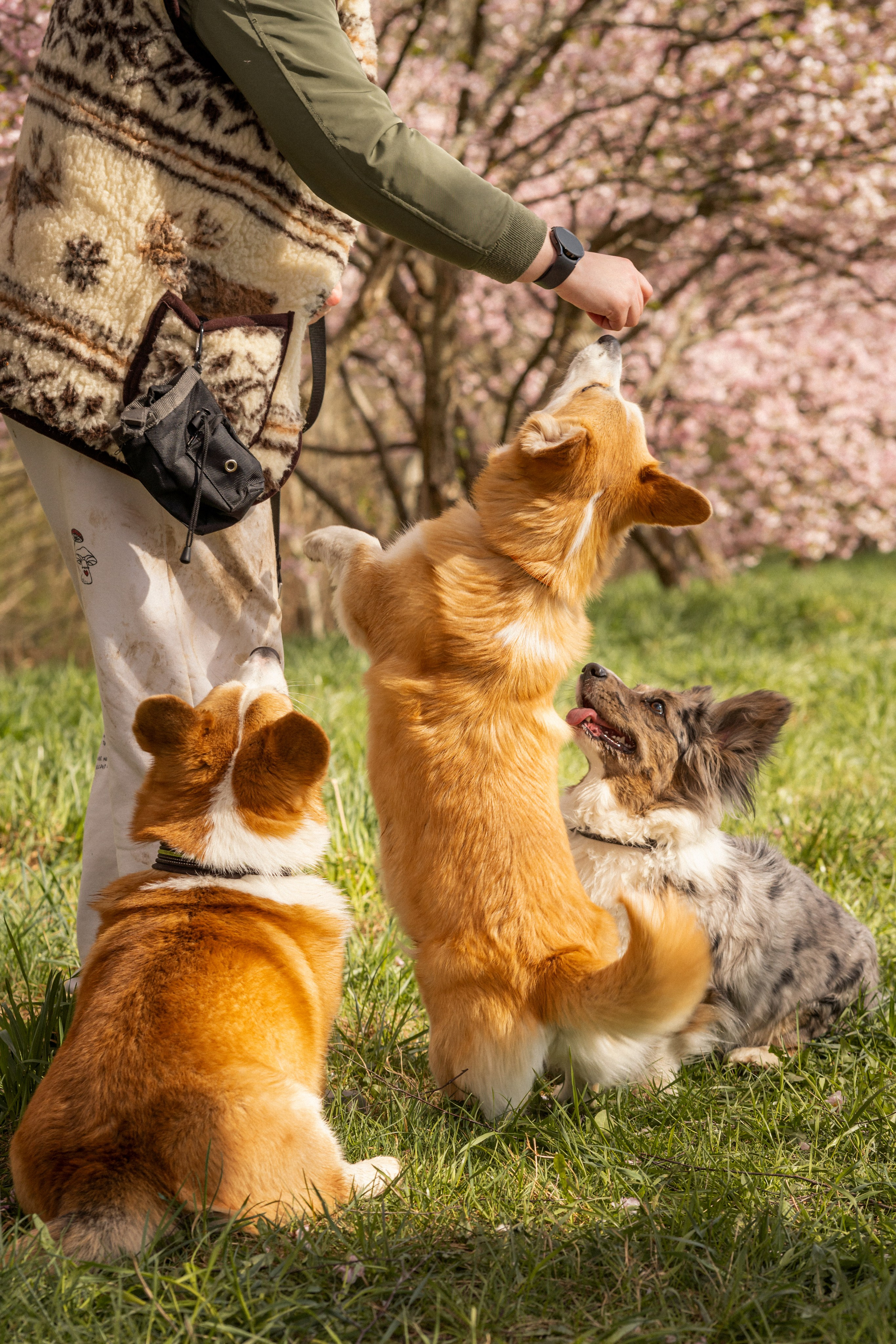Corgis in Sakura blossom. Kat Laisaar — Pet photographer in Tallinn