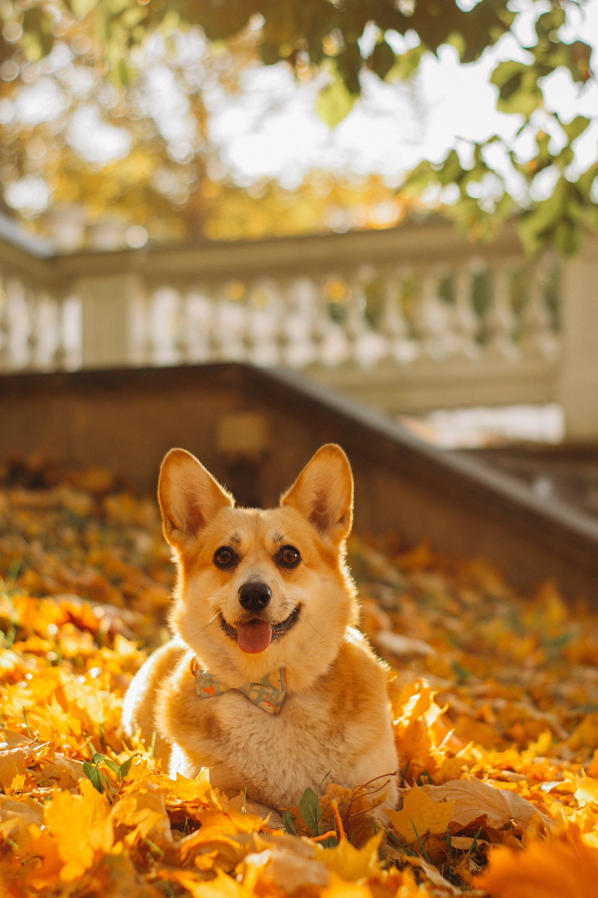 Irina and her Teffy, Pembroke Welsh Corgi. Kat Laisaar — Pet photographer in Tallinn